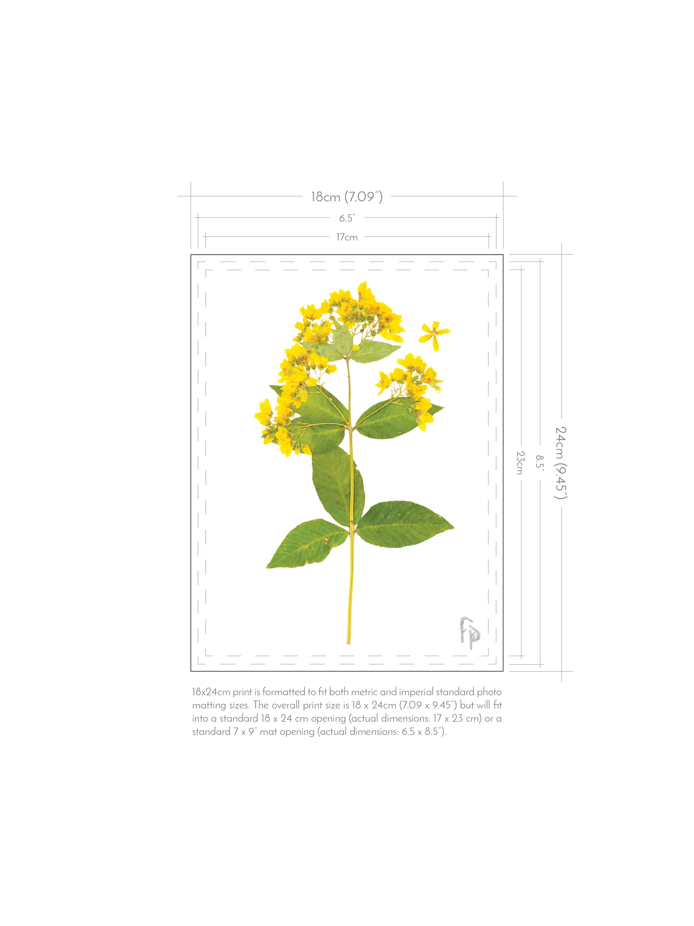 FP_Prints-with-dimensions_18x249.jpg