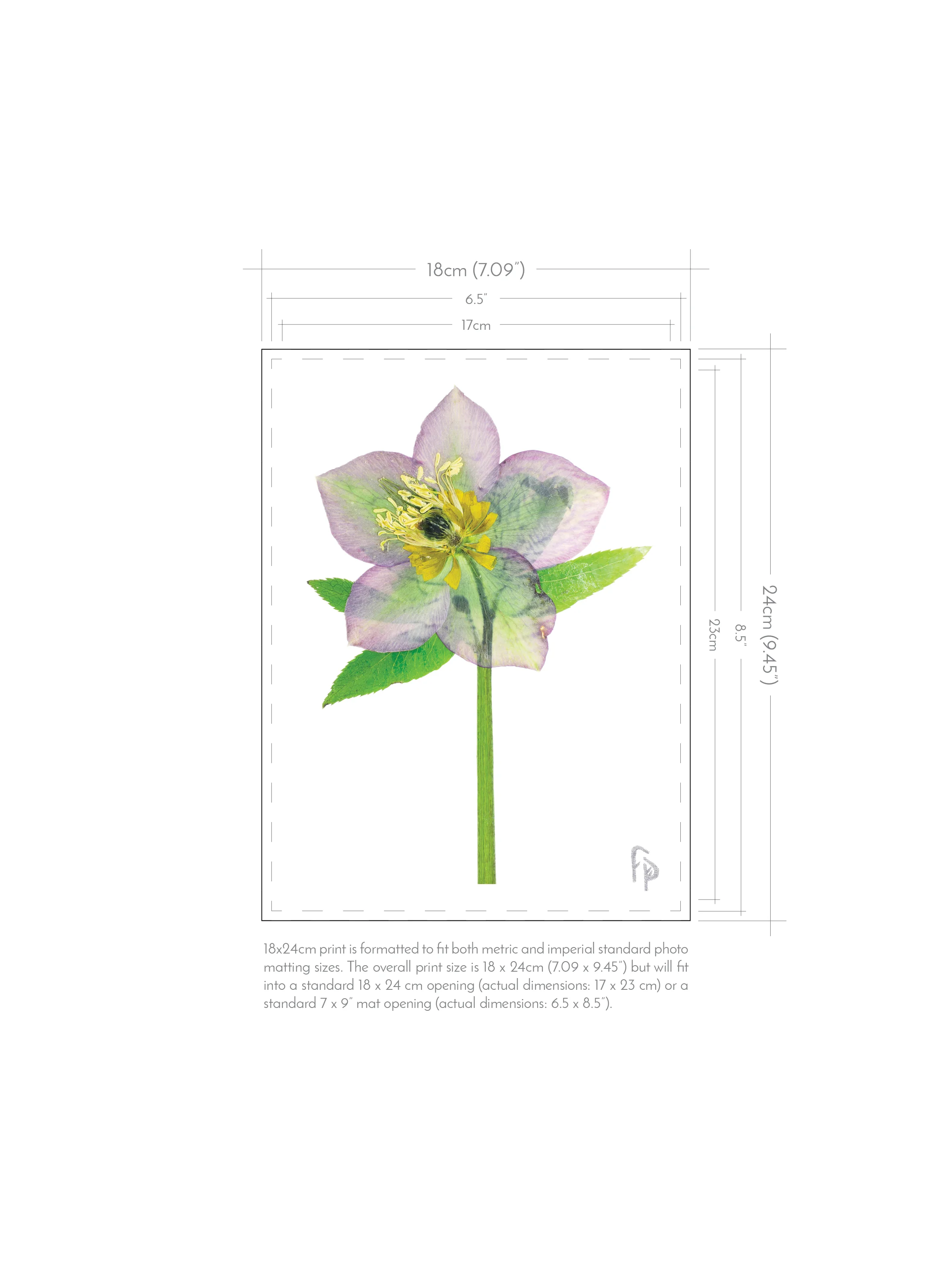 FP_Prints-with-dimensions_18x24_new3.jpg