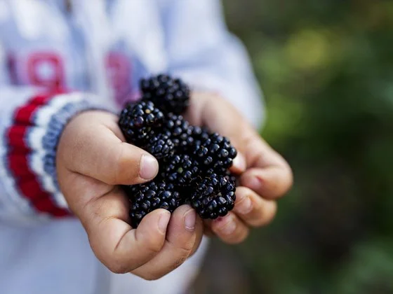 Photo: www.woodlandtrust.org.uk
