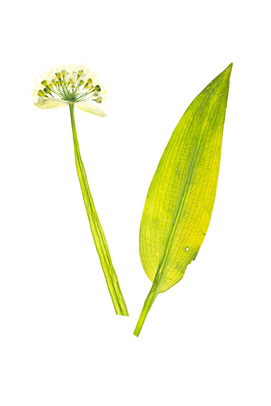 freshly-pressed_Allium-ursinum.jpg