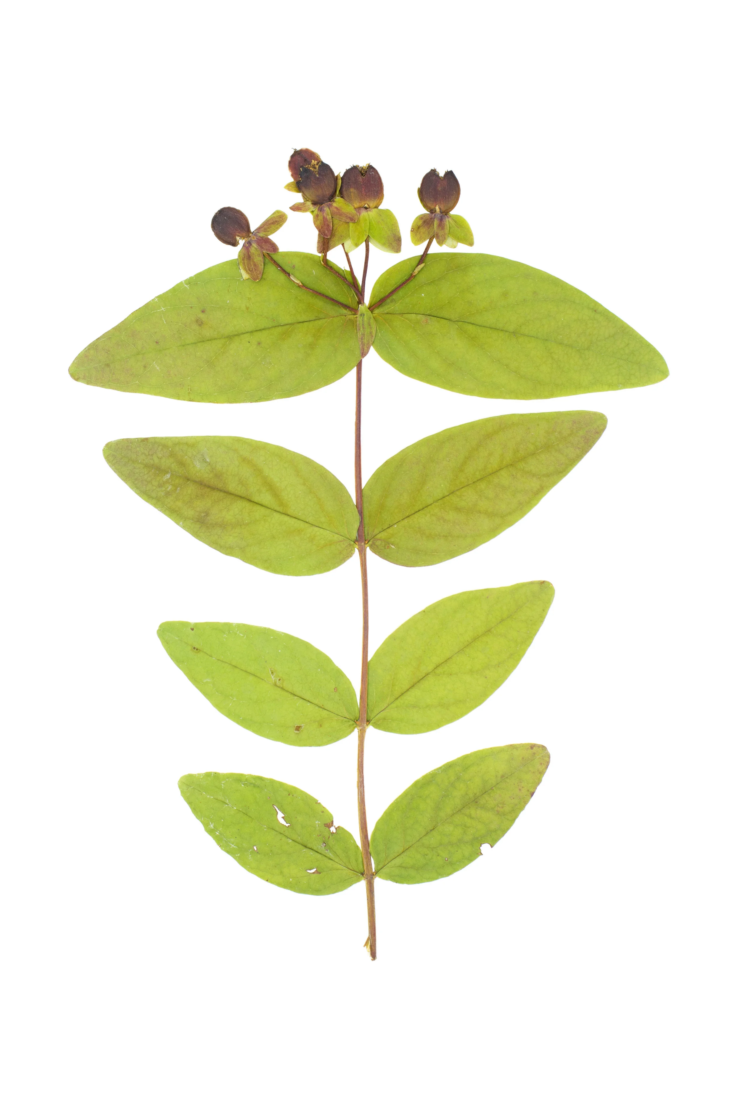 New! Sweet Amber / Hypericum androsaemum