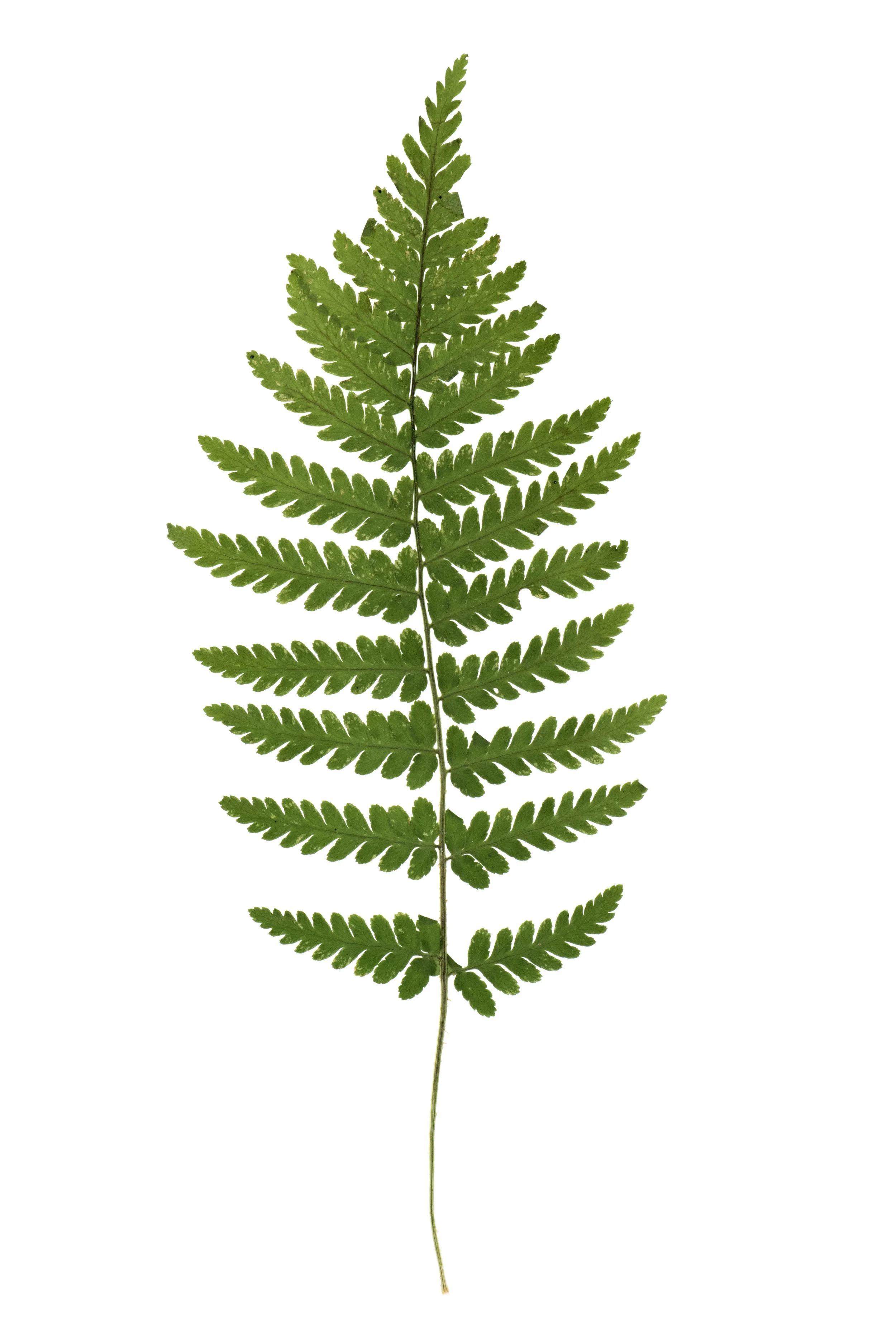 New! Spinulose Wood Fern / Dryopteris carthusiana