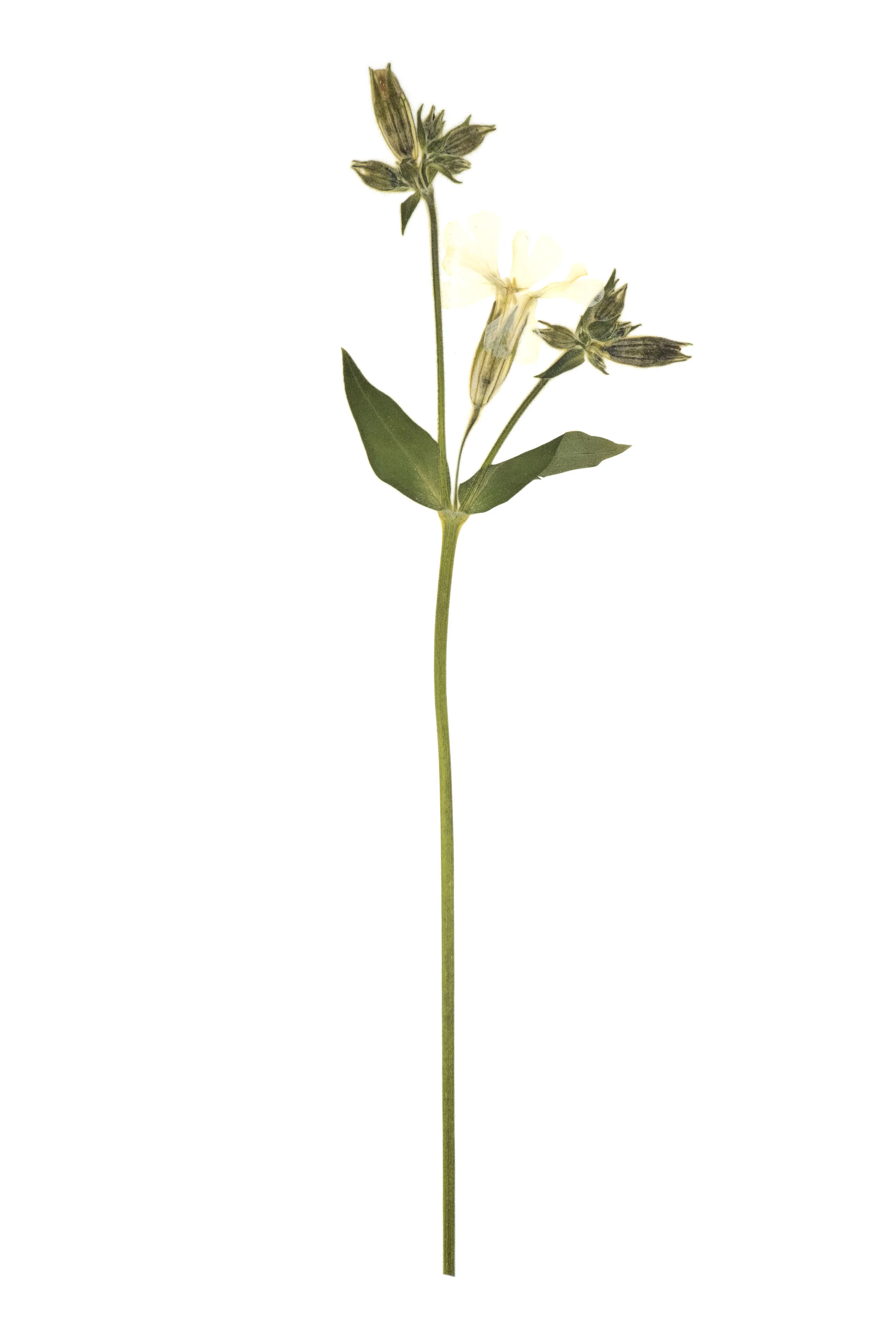 New! White Campion / Silene pratensis