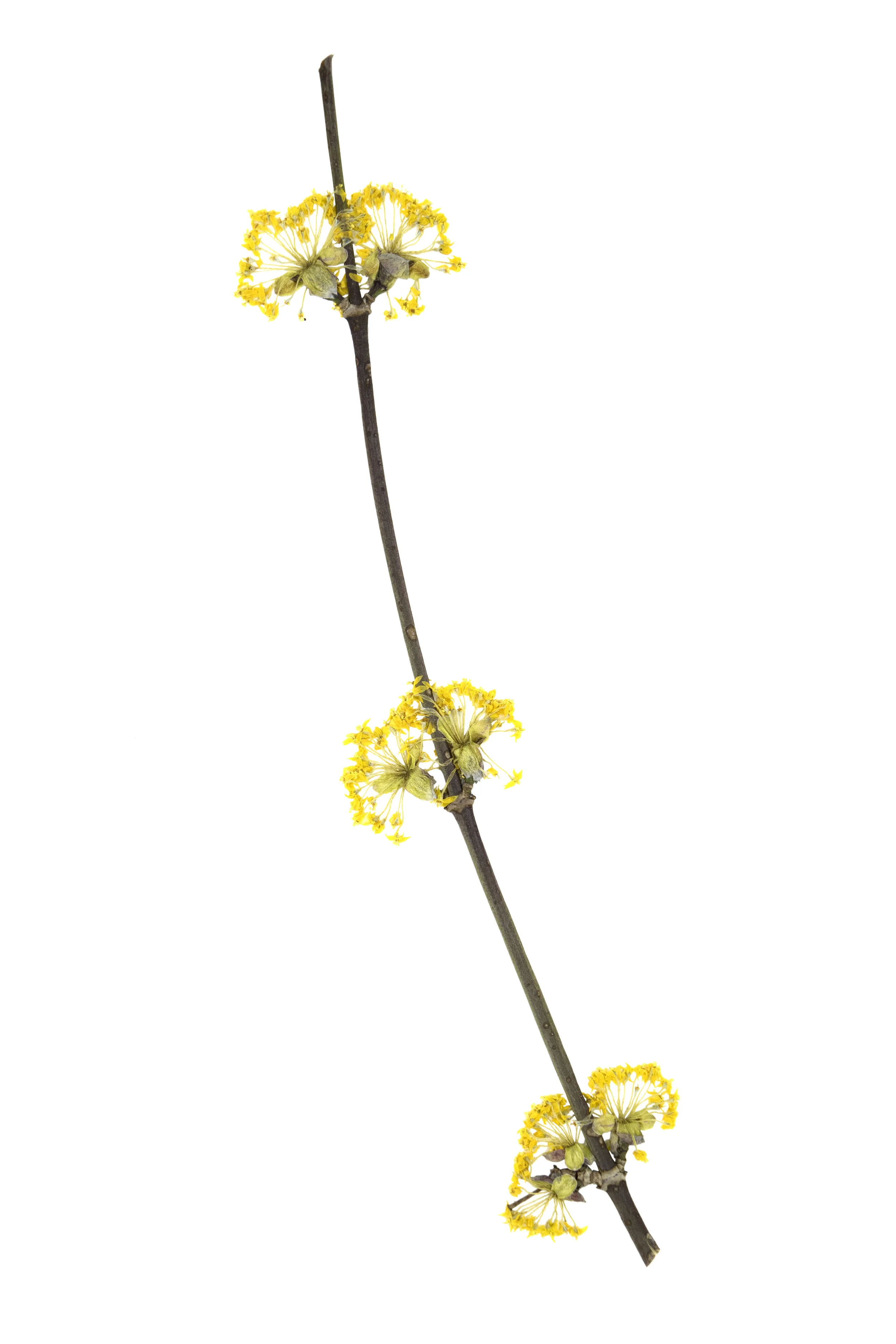 New! Cornelian Cherry / Cornus mas