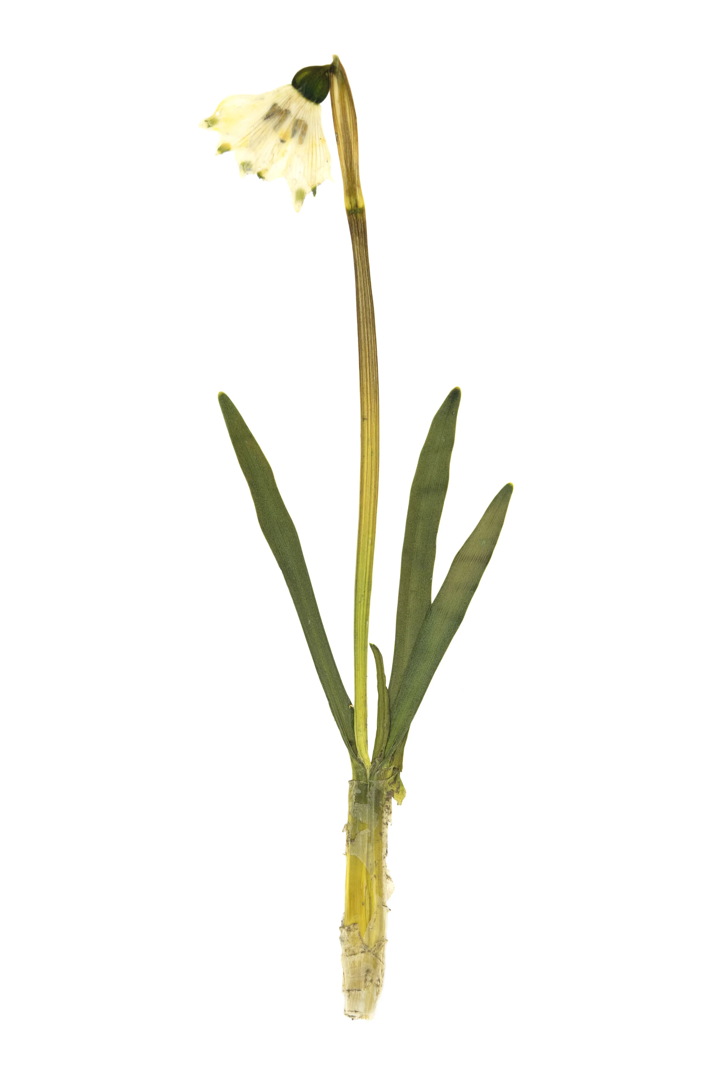 New! Spring Snowflake / Leucojum vernum