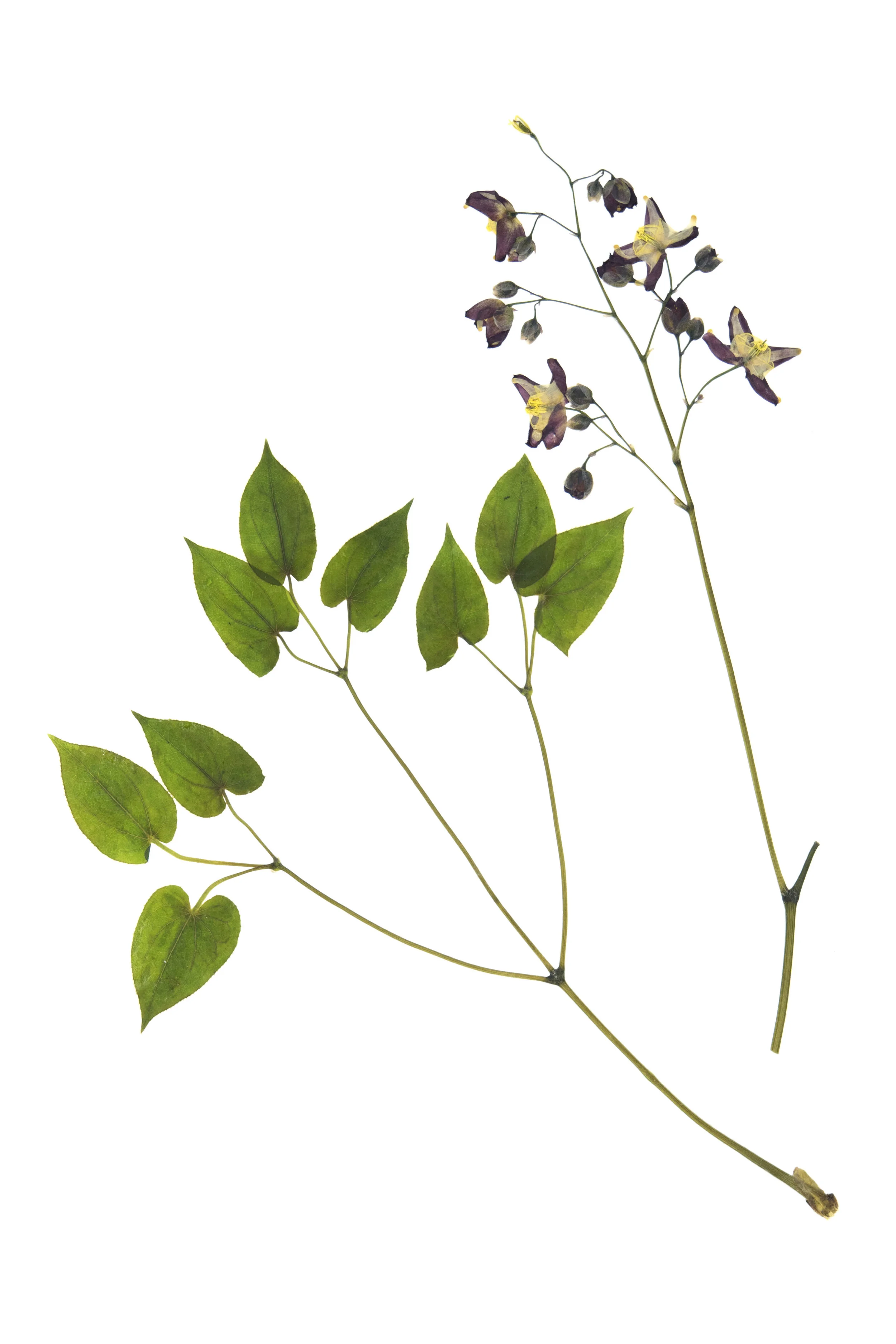 New! Alpine Barronwort / Epimedium alpinum