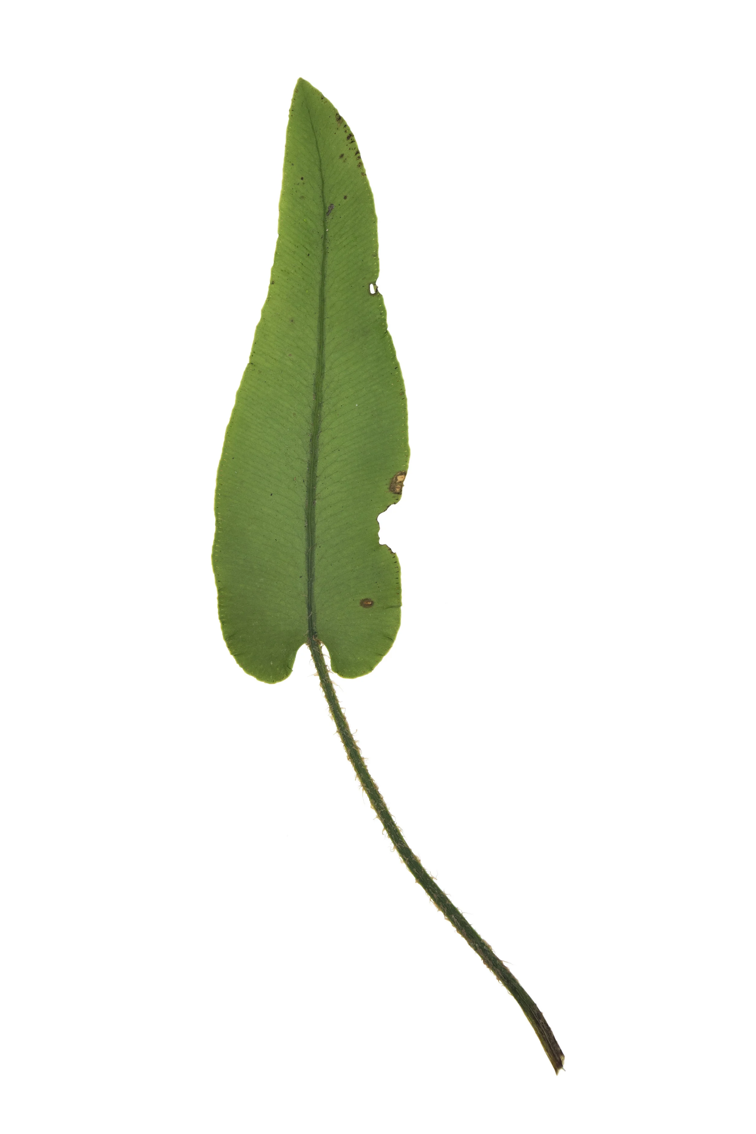 New! Hart's-tounge Fern / Phyllitis colopendrium