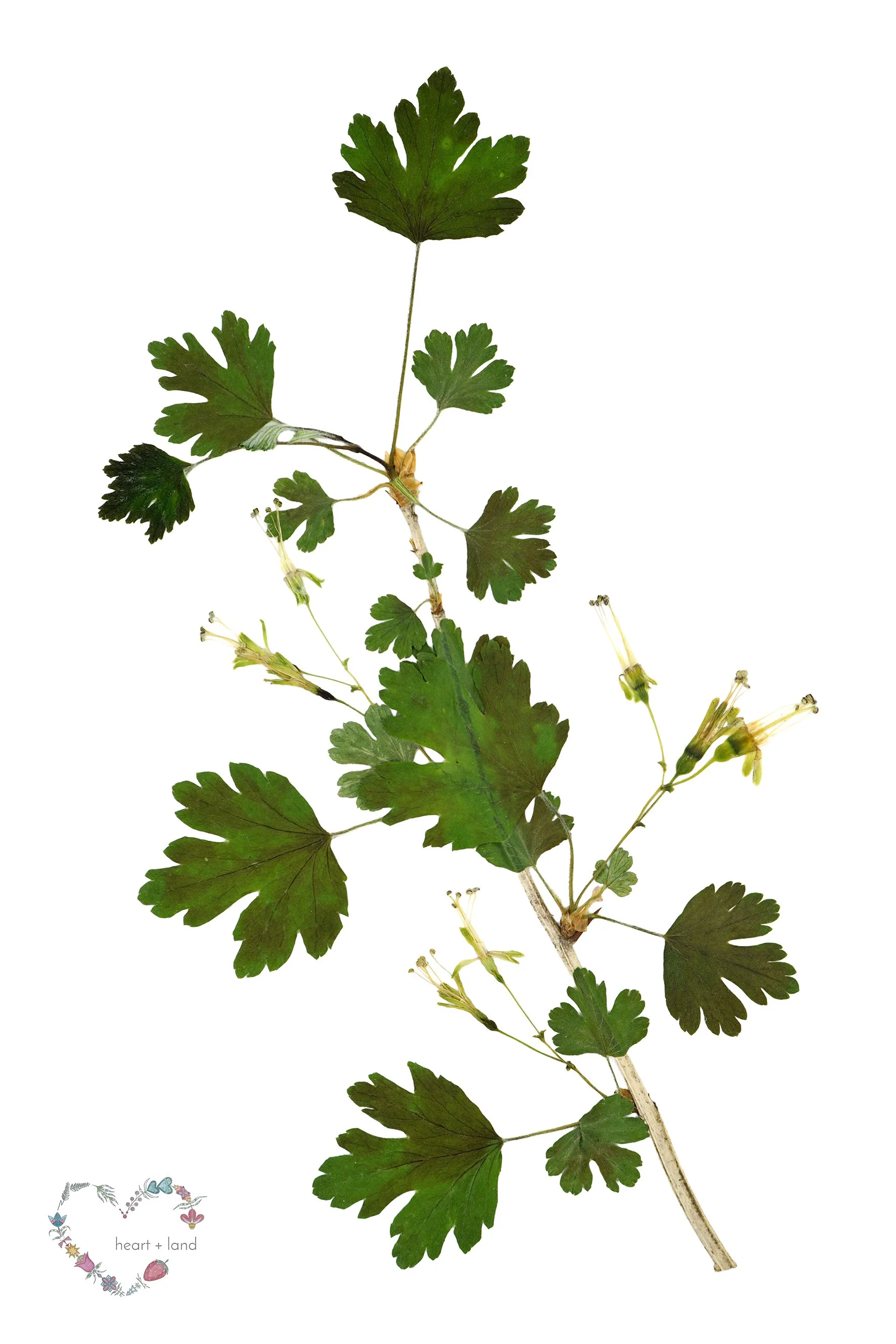 Ribes missouriense / Gooseberry