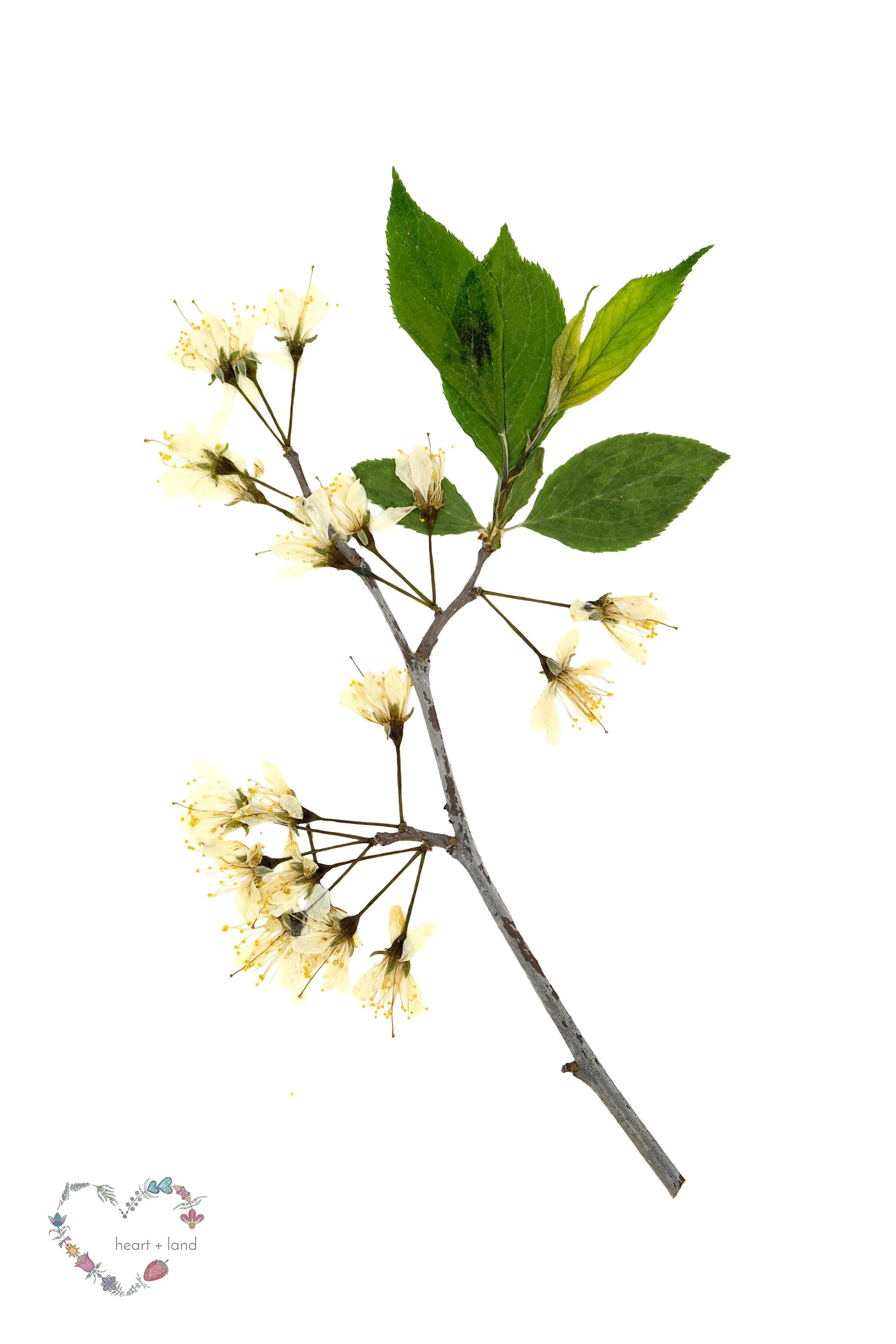 Prunus americana / Wild Plum