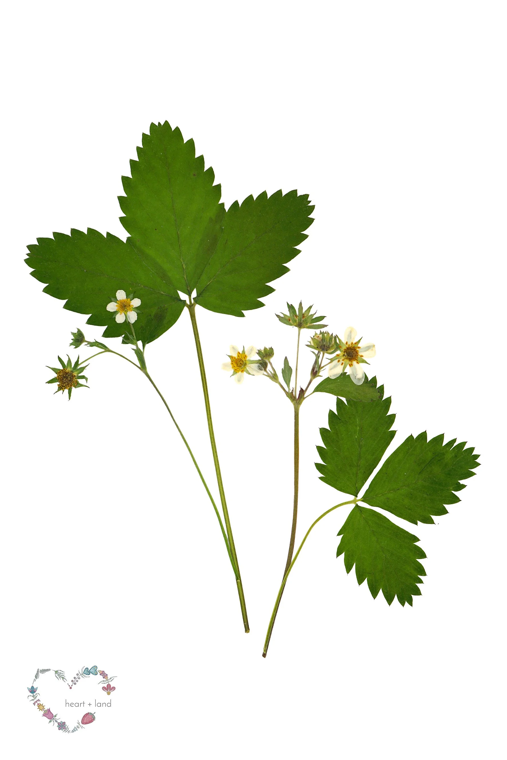 Fragaria virginiana / Wild Strawberry