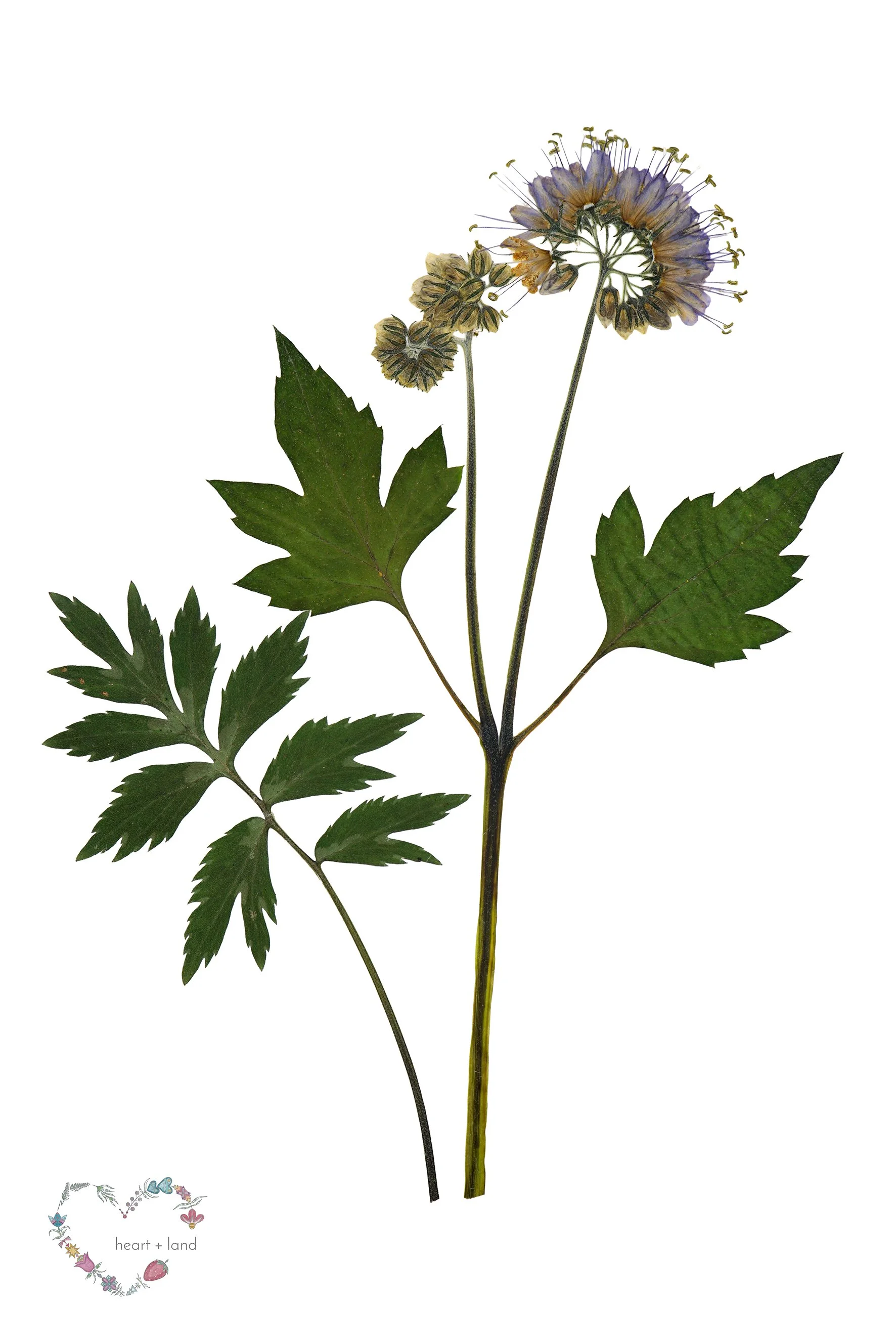 Hydrophyllum virginianum / Virginia Waterleaf