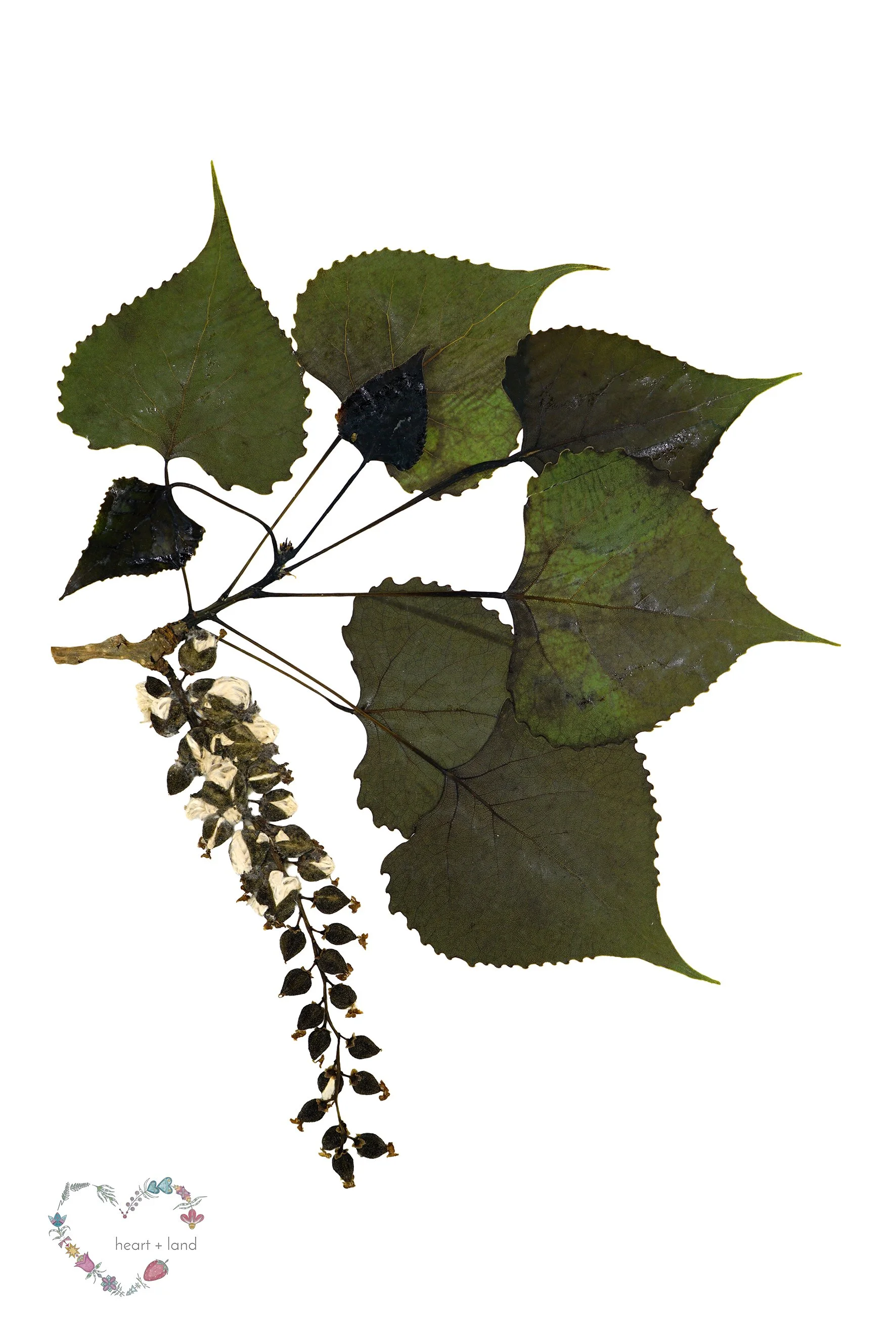 Populus deltoides / Plains Cottonwood