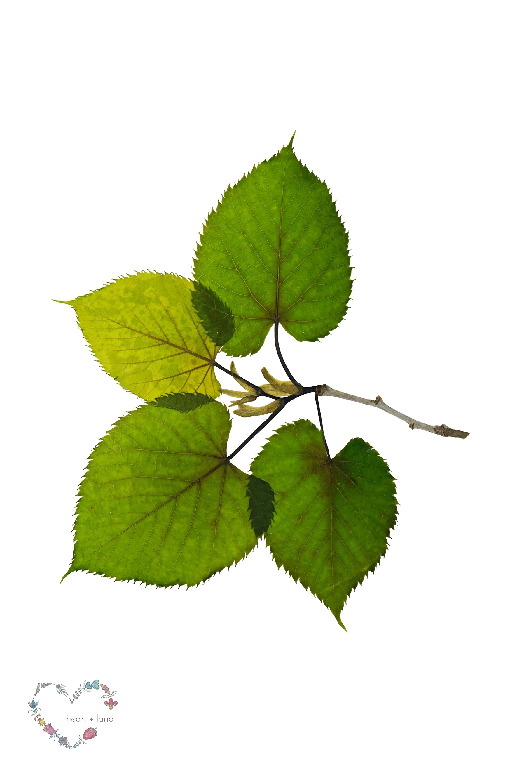 Tilia americana / Basswood