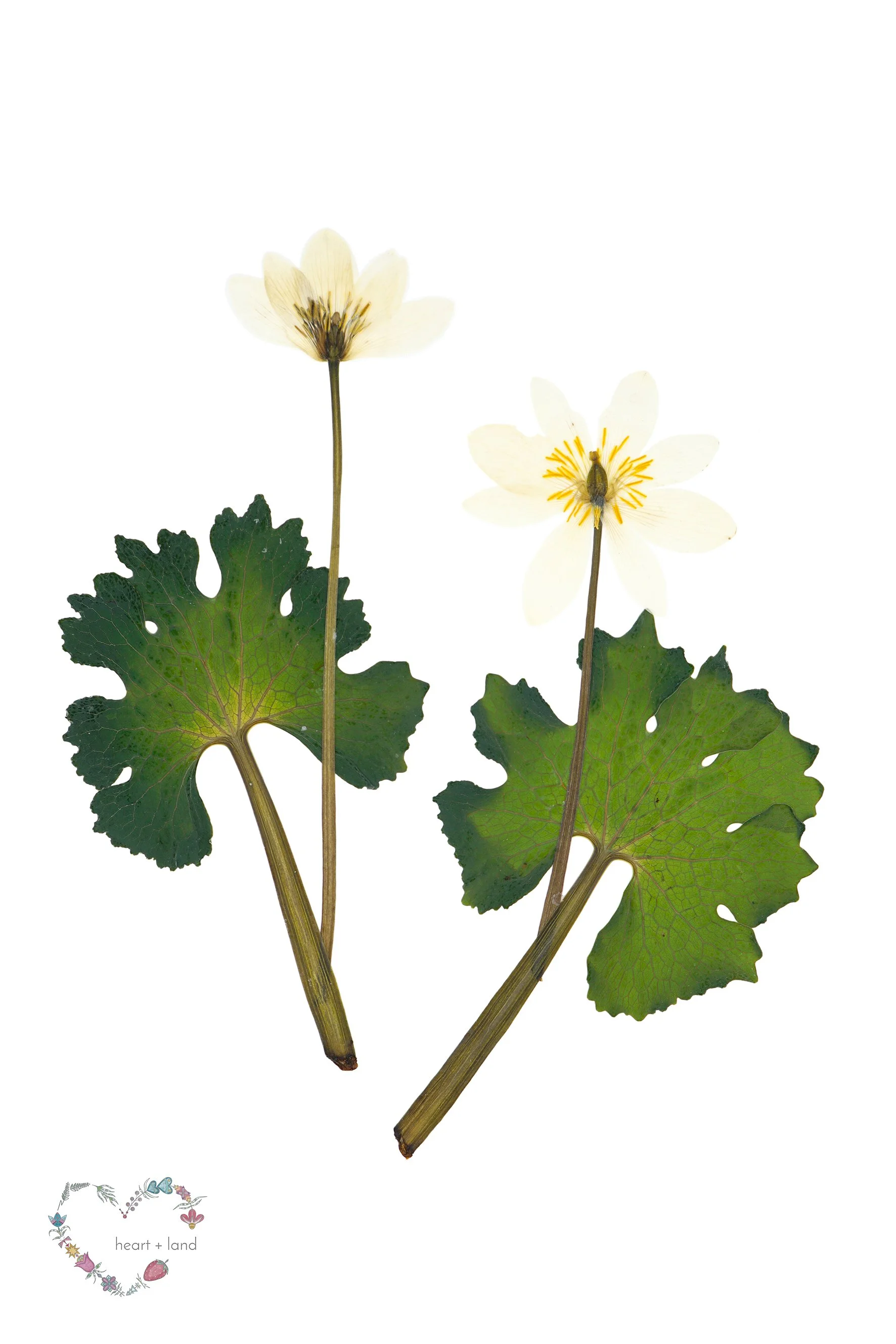 Bloodroot / Sanguinaria canadensis