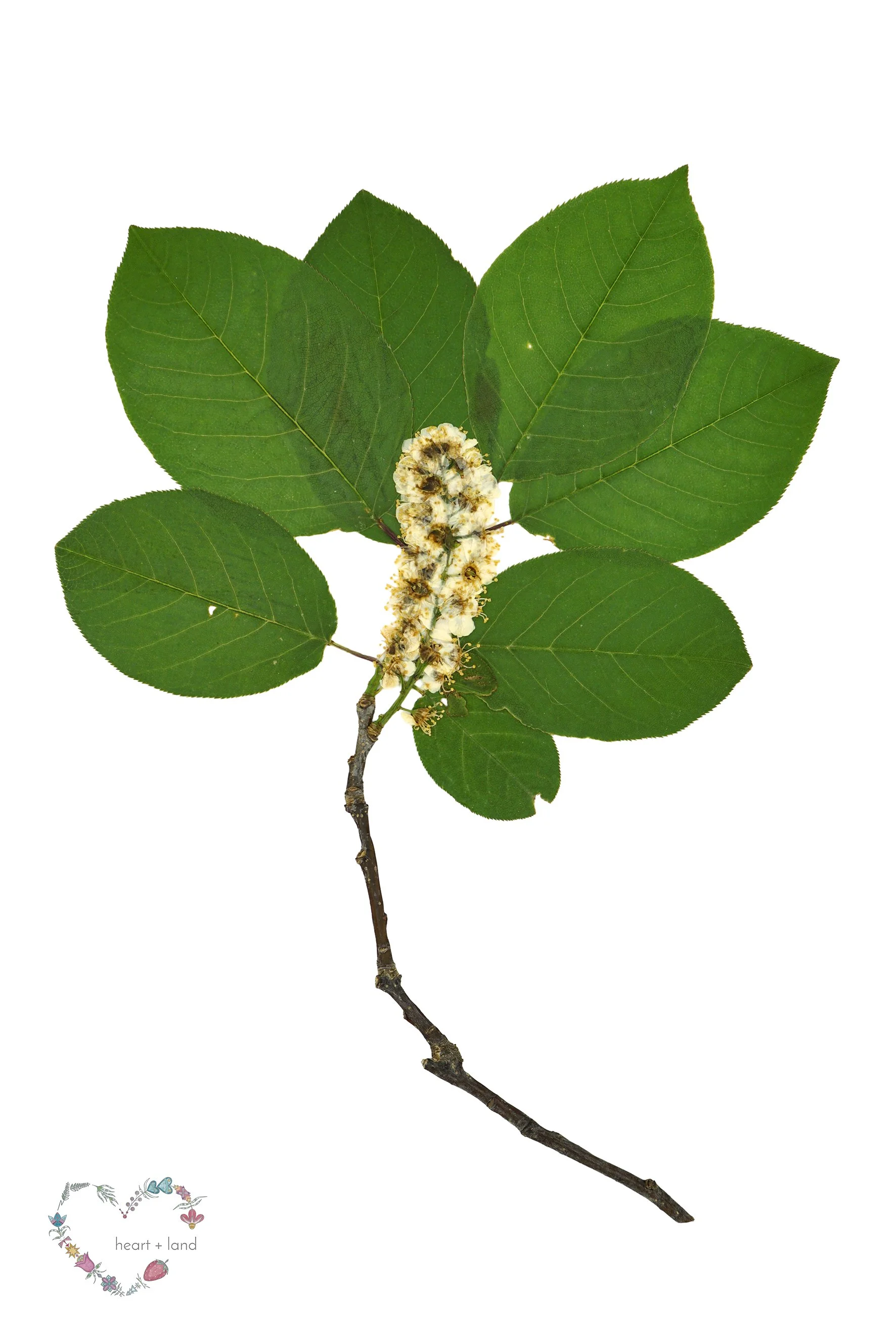 Chokecherry / Prunus virginiana