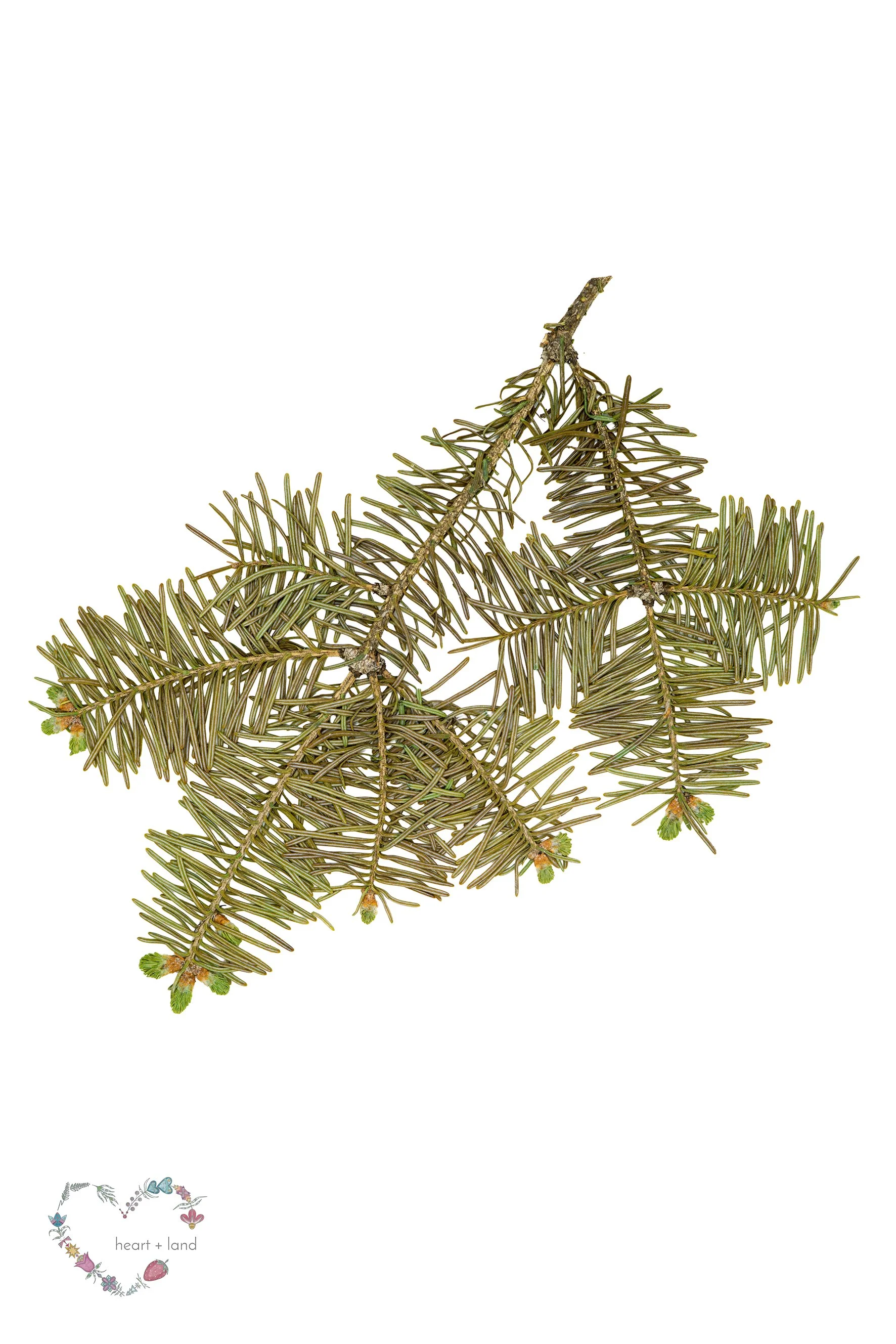 Balsam Fir / Abies balsamea