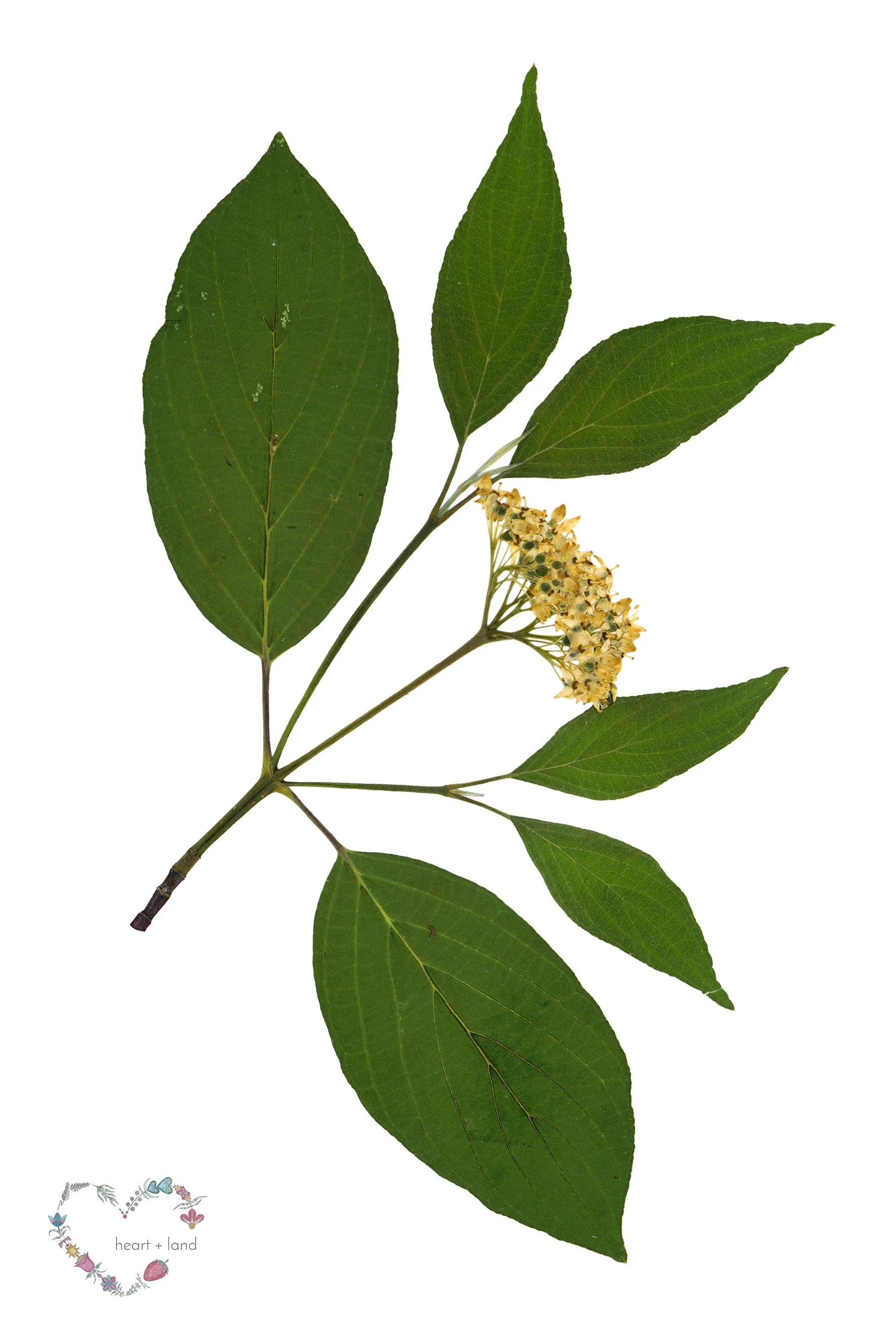 Red-Osier Dogwood / Cornus sericea