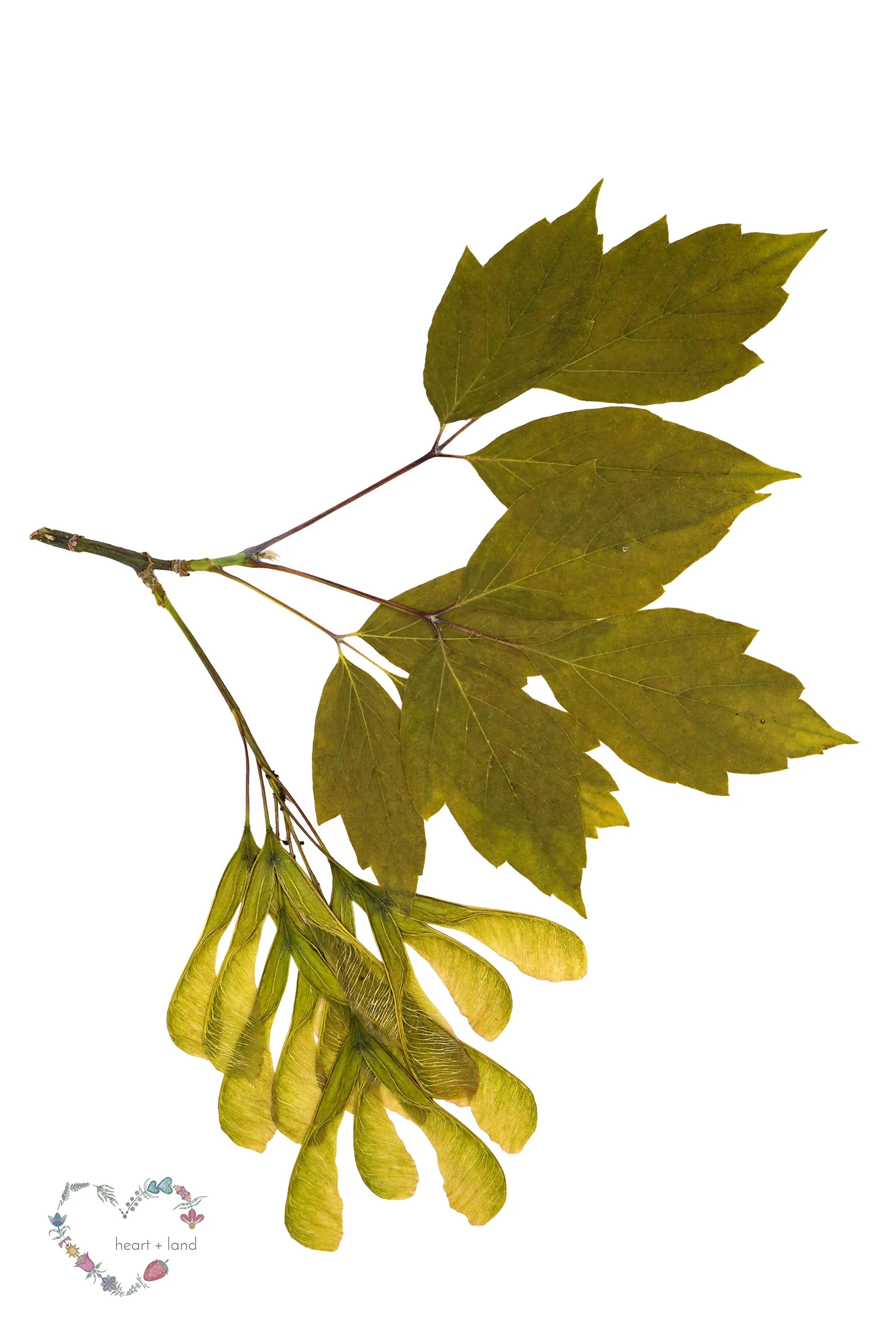 Boxelder / Acer negundo
