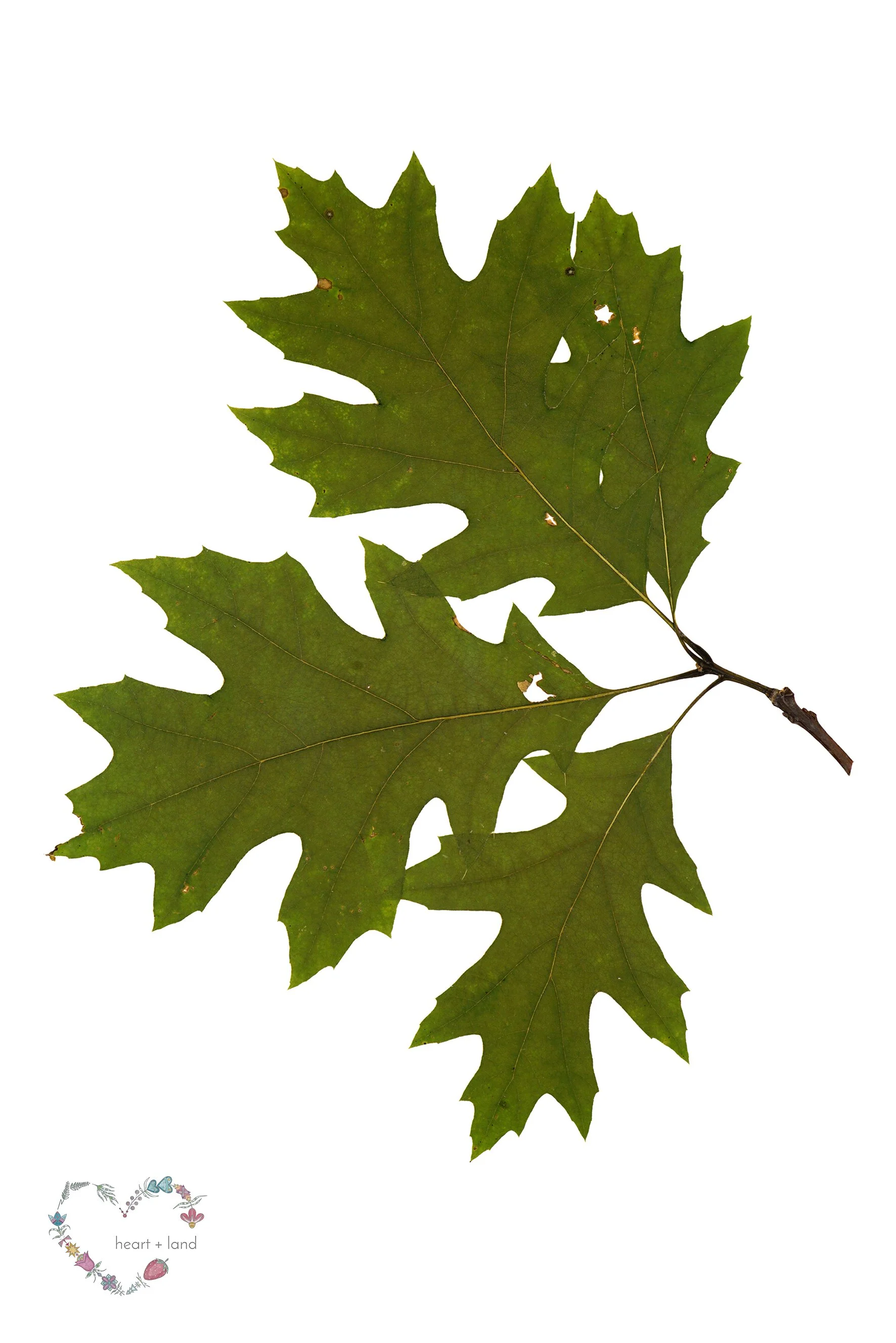 Northern Red Oak / Quercus rubra