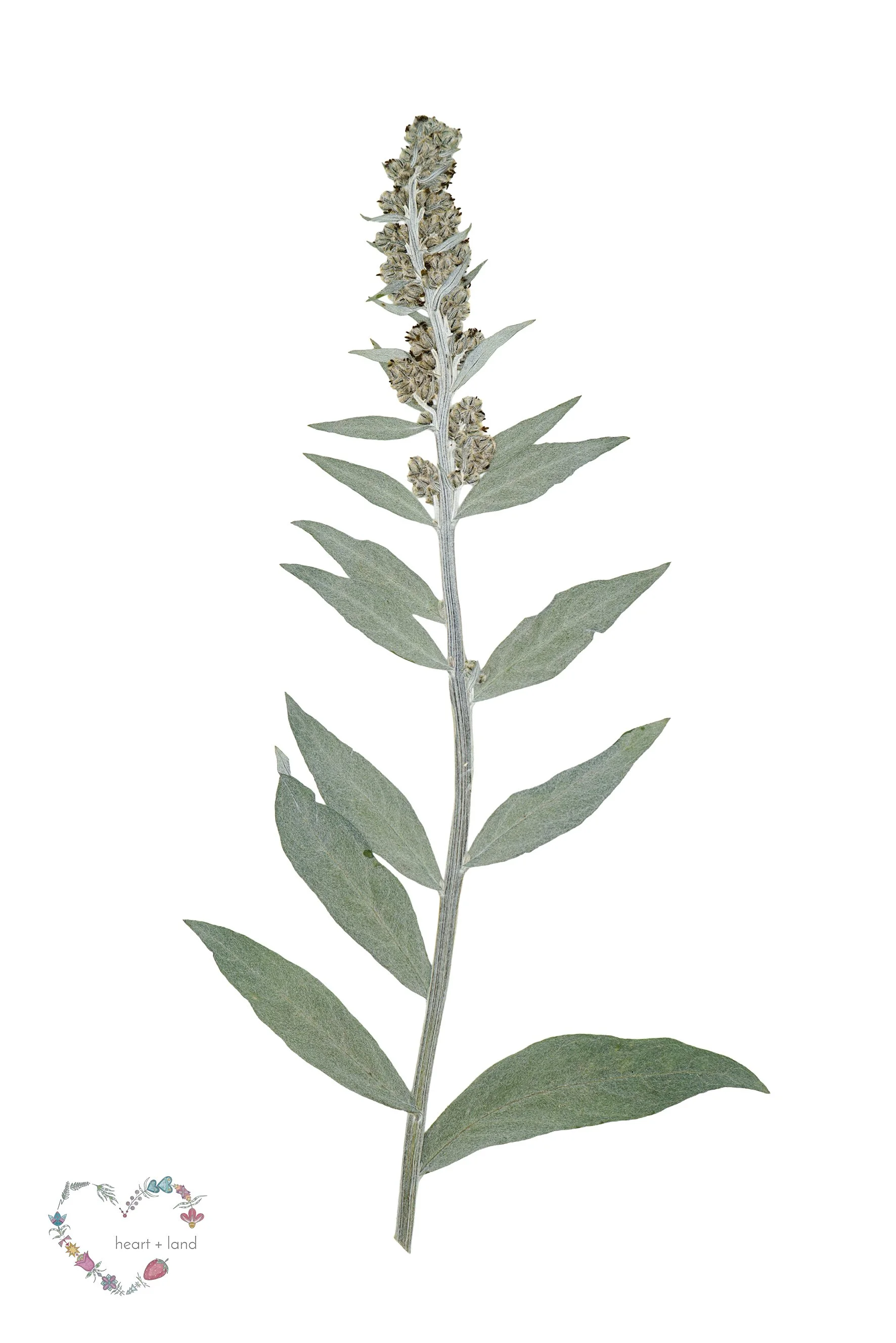 White Sage / Artemisia ludoviciana