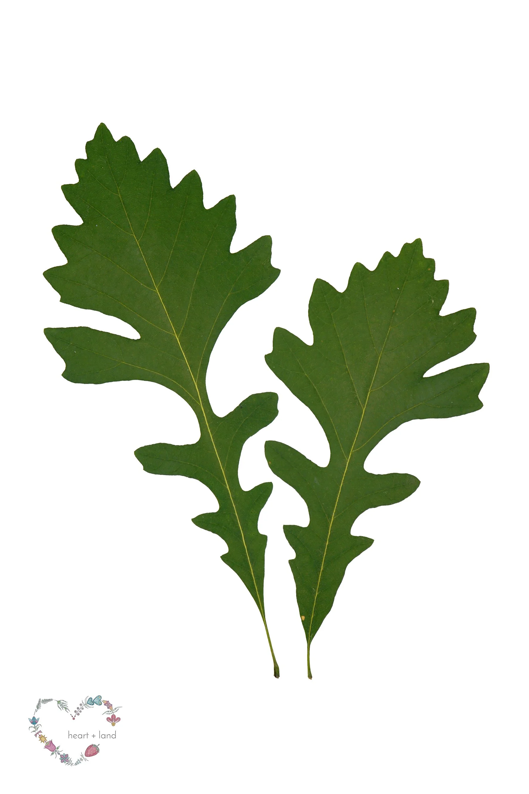 Bur Oak / Quercus macrocarpa