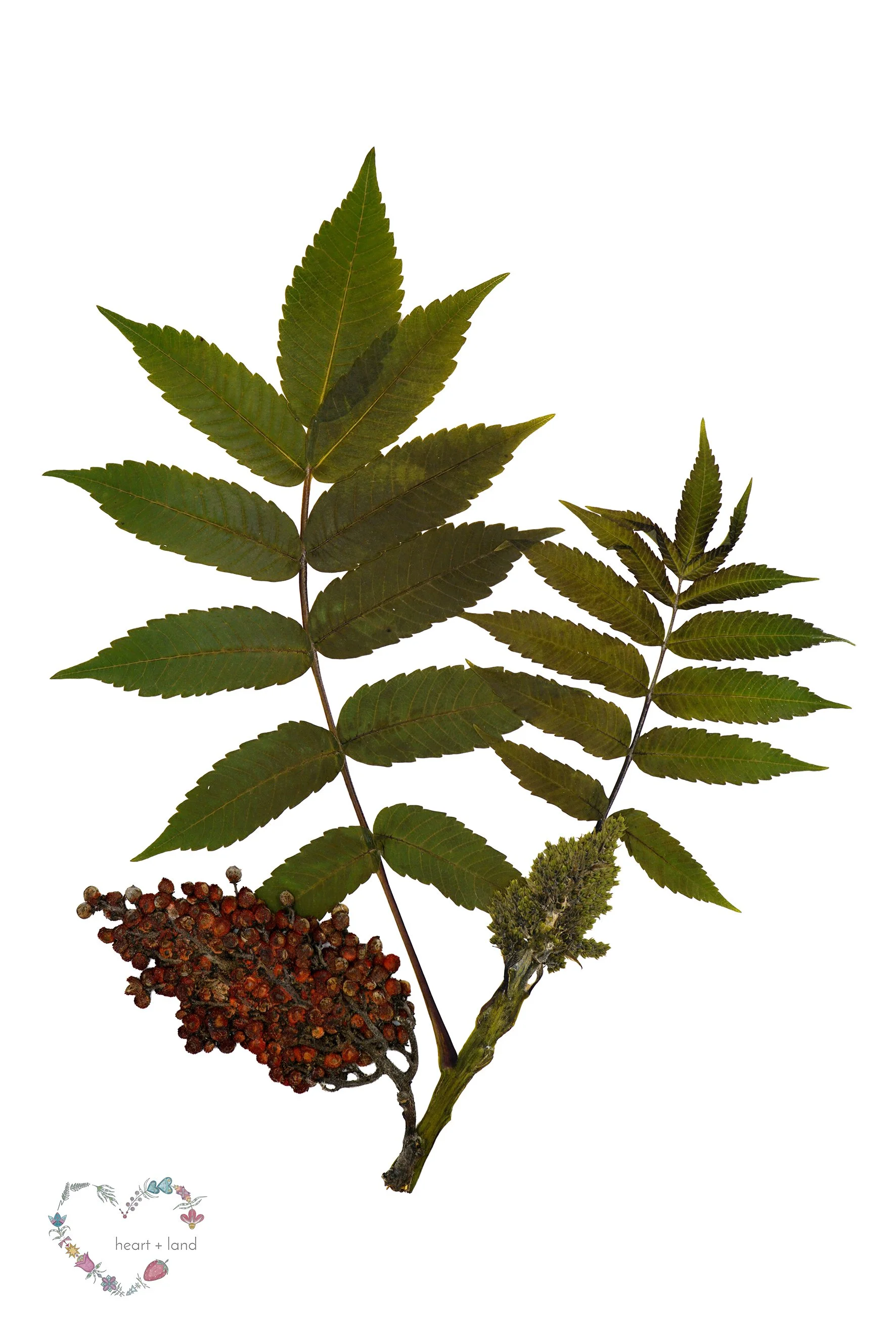 Smooth Sumac / Rhus glabra