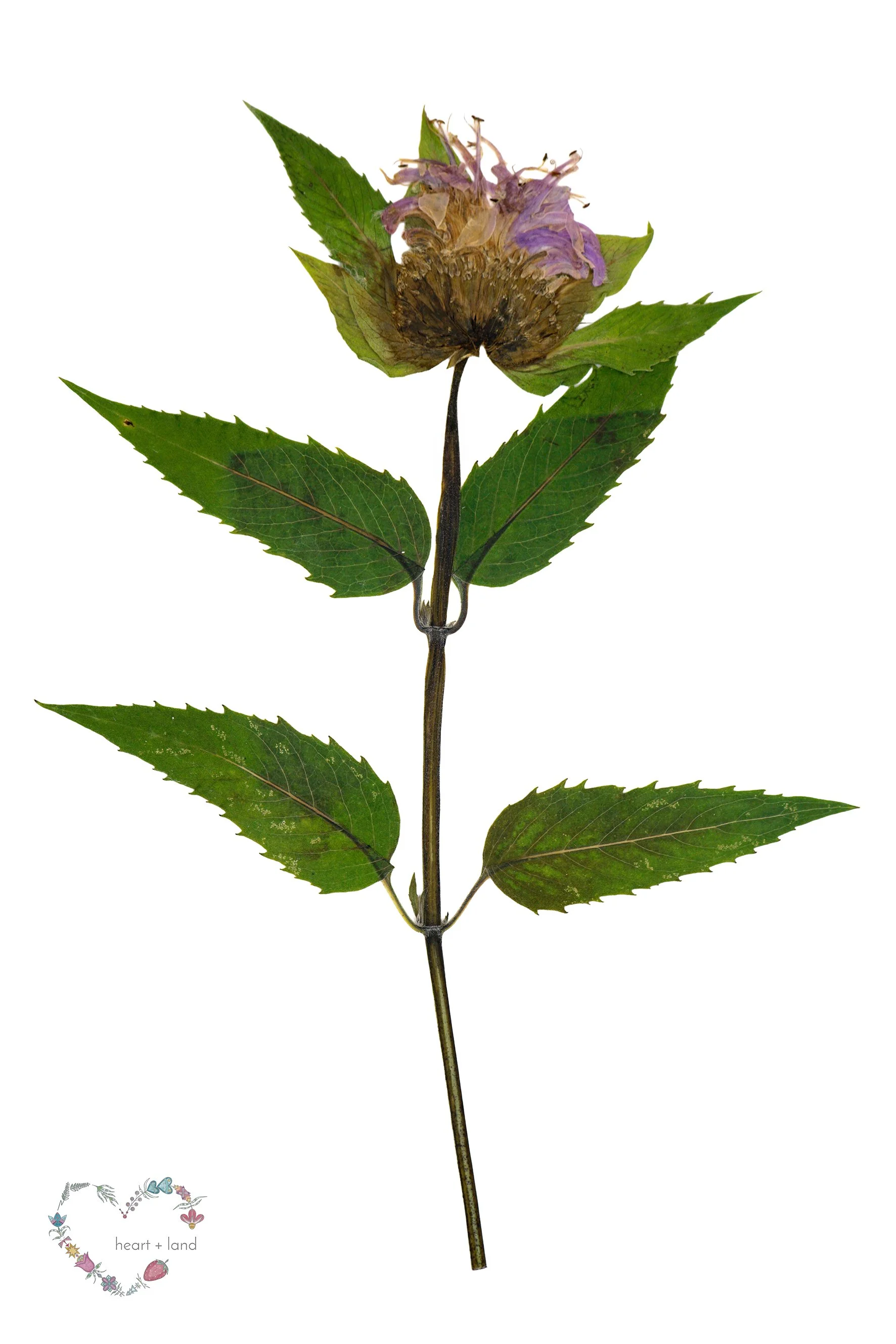 Wild Bergamot / Monarda fistulosa