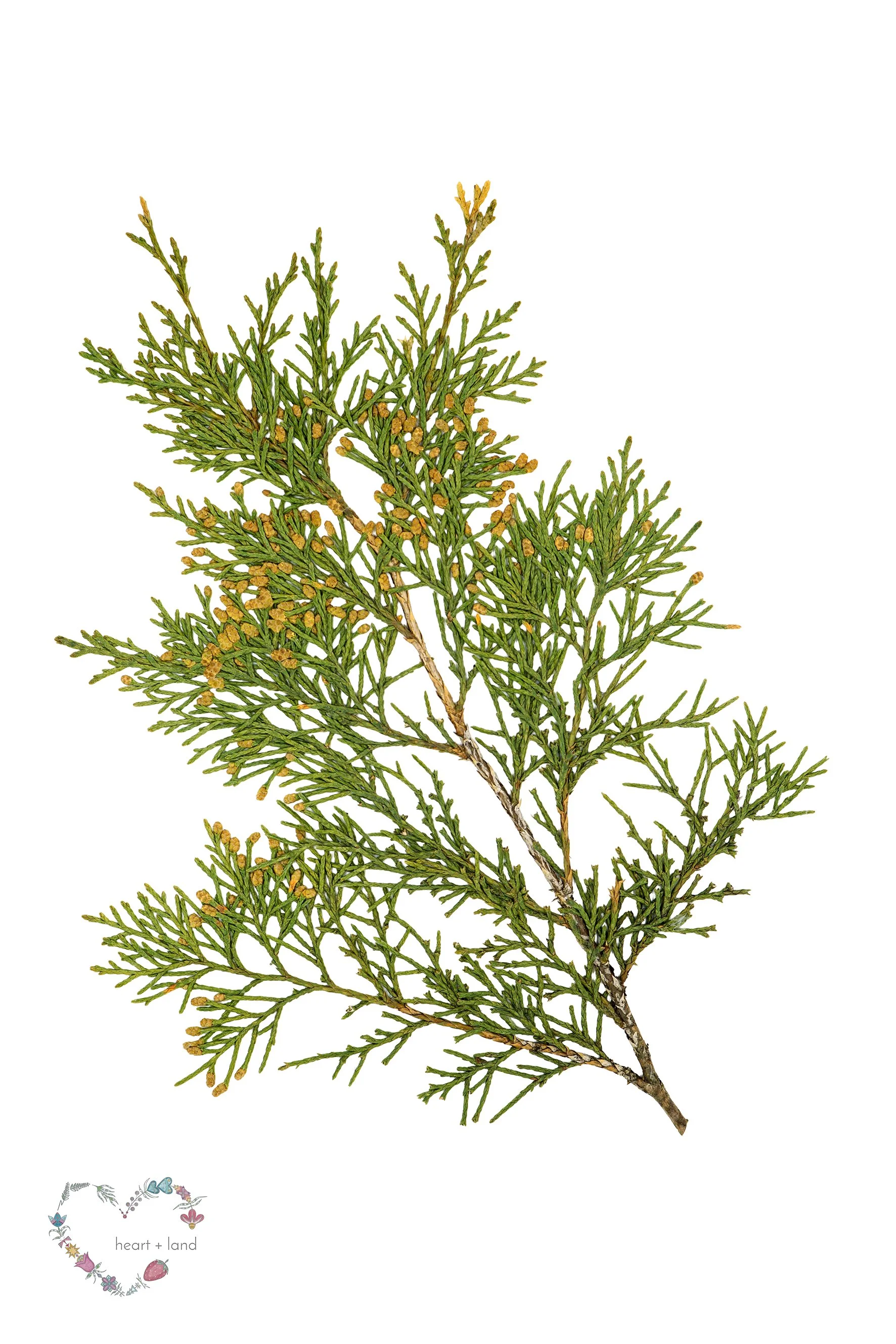 Eastern Red Cedar / Juniperus virginiana