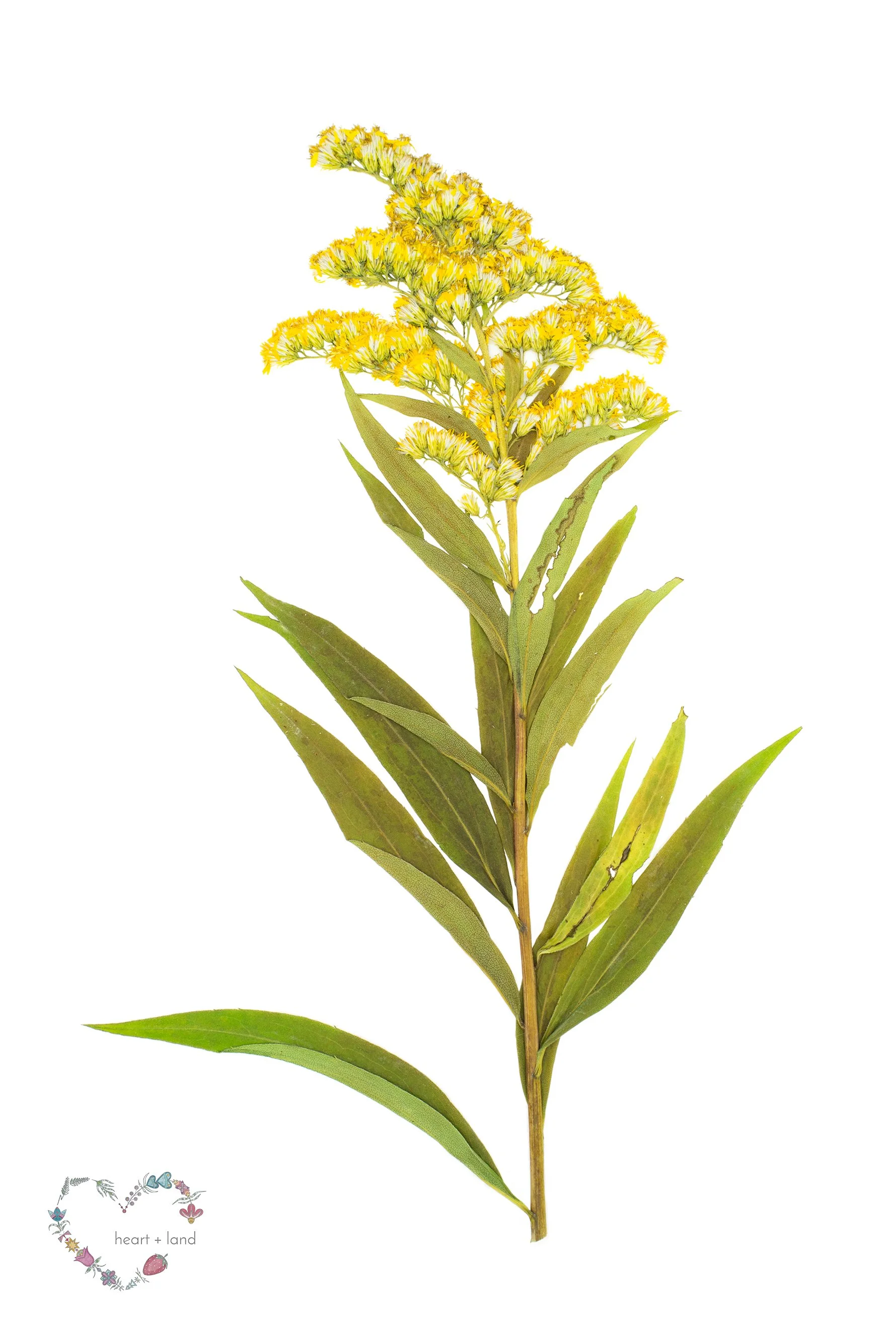 Solidago canadensis / Canada Goldenrod