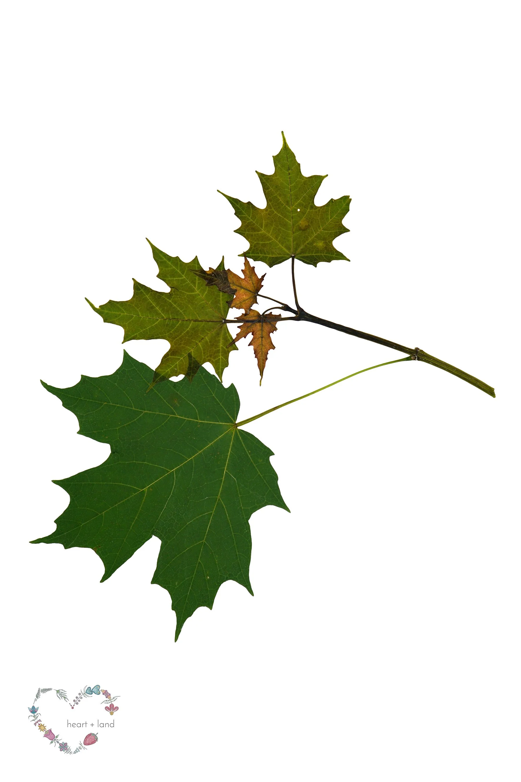 Acer saccharum / Sugar Maple