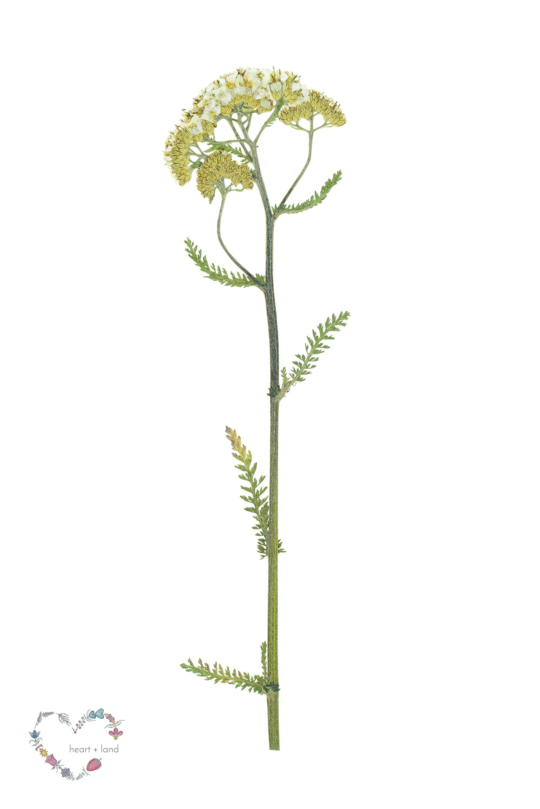 Achillea millefolium / Yarrow