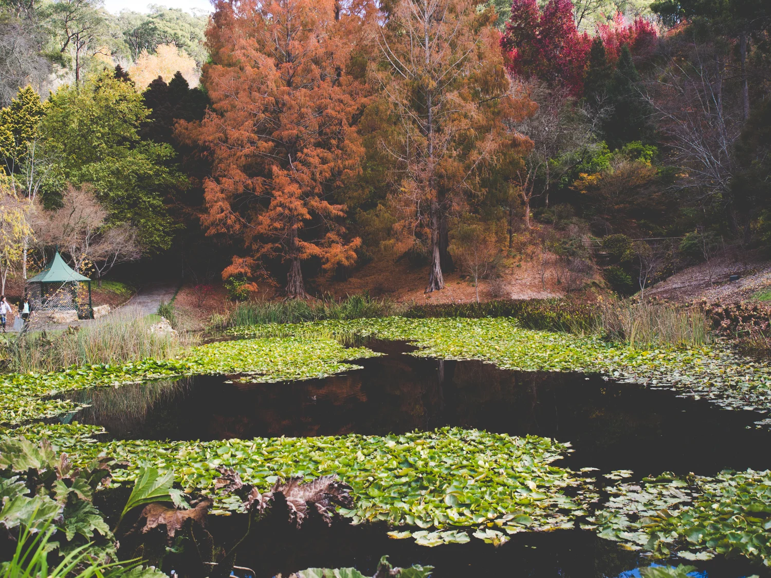 mount-lofty-botanic-garden-fill-me-in.jpg