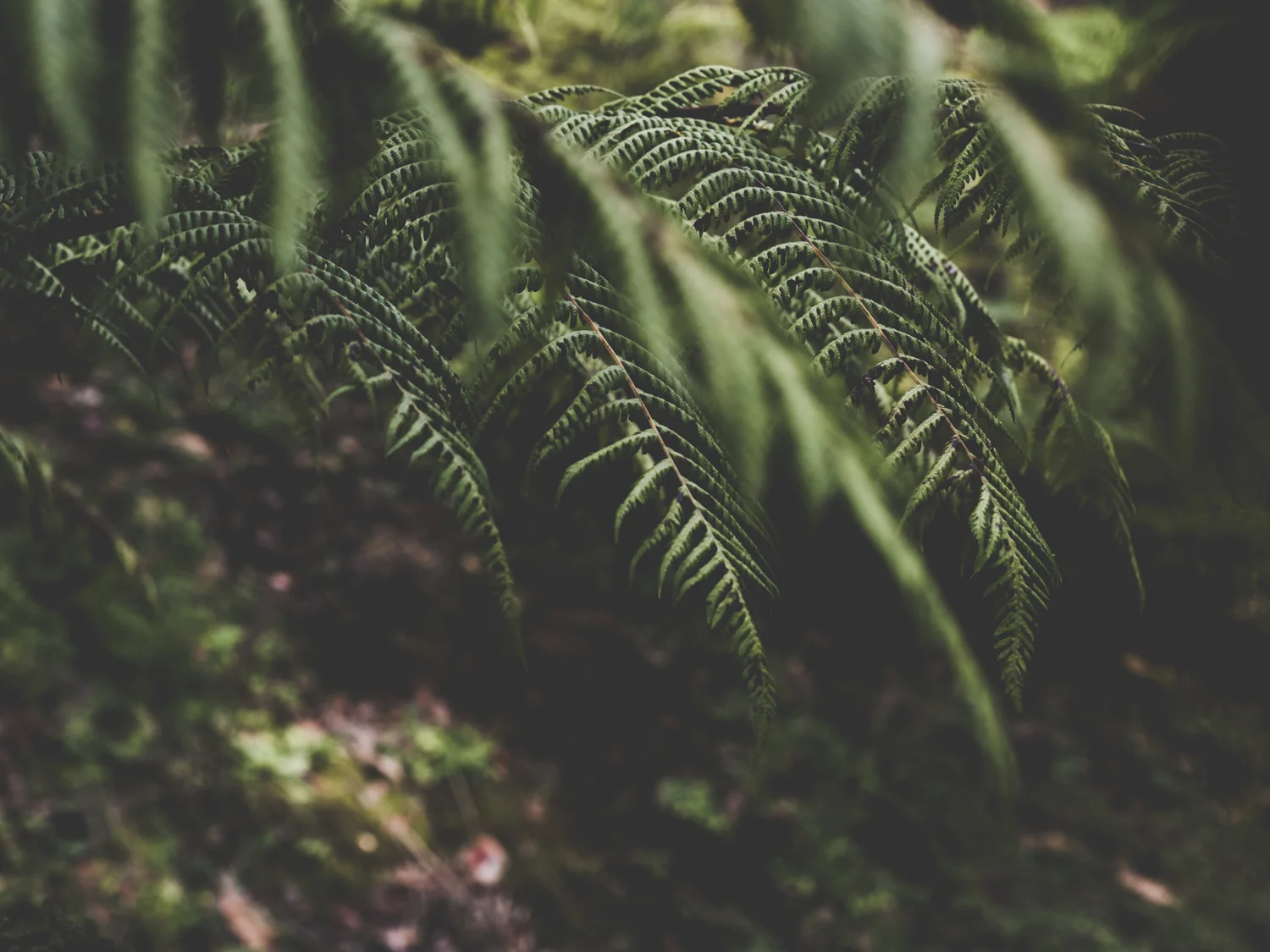 mount-lofty-botanic-garden-fill-me-in-2.jpg