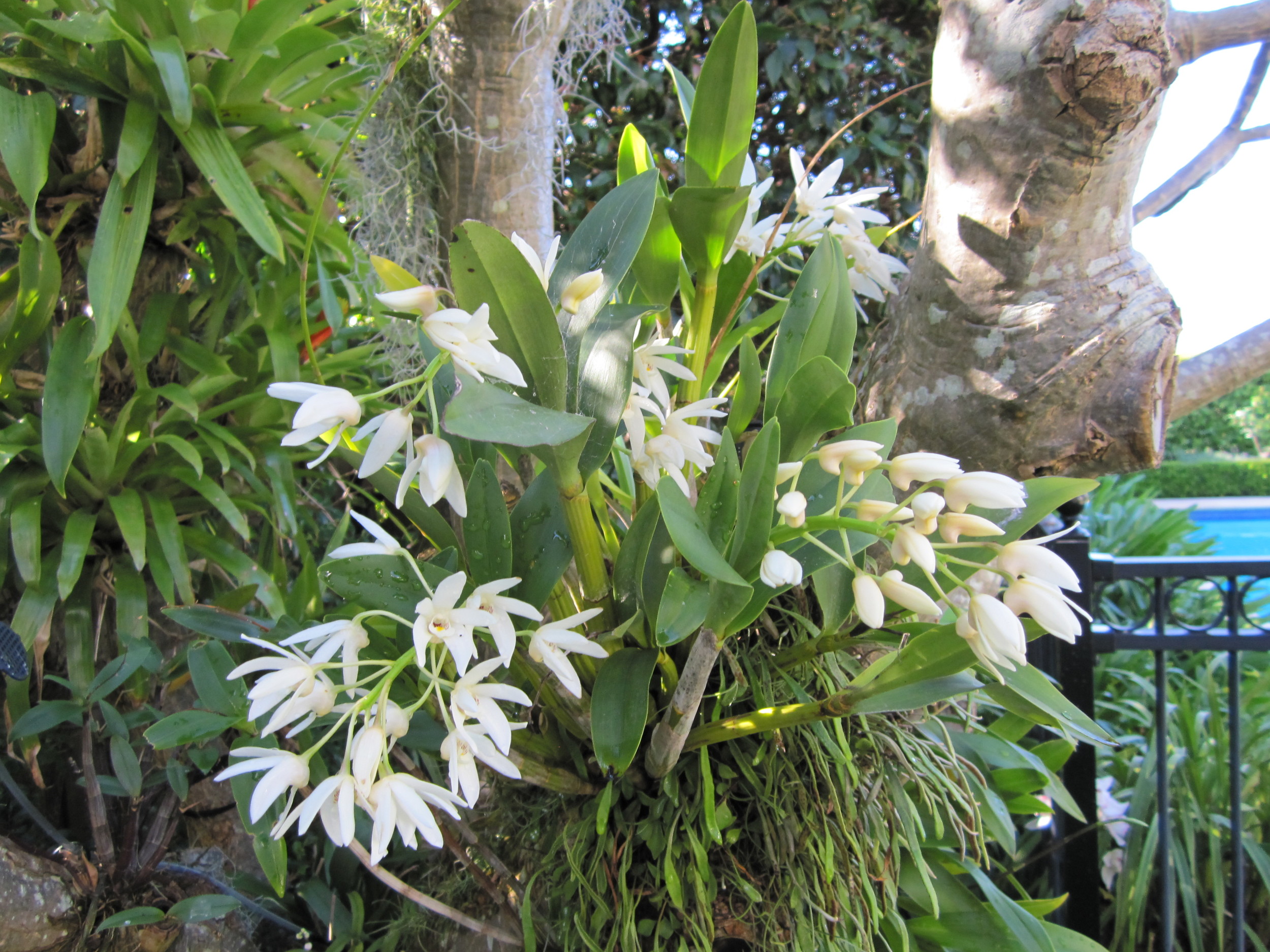 Dendrobium falcorostrum