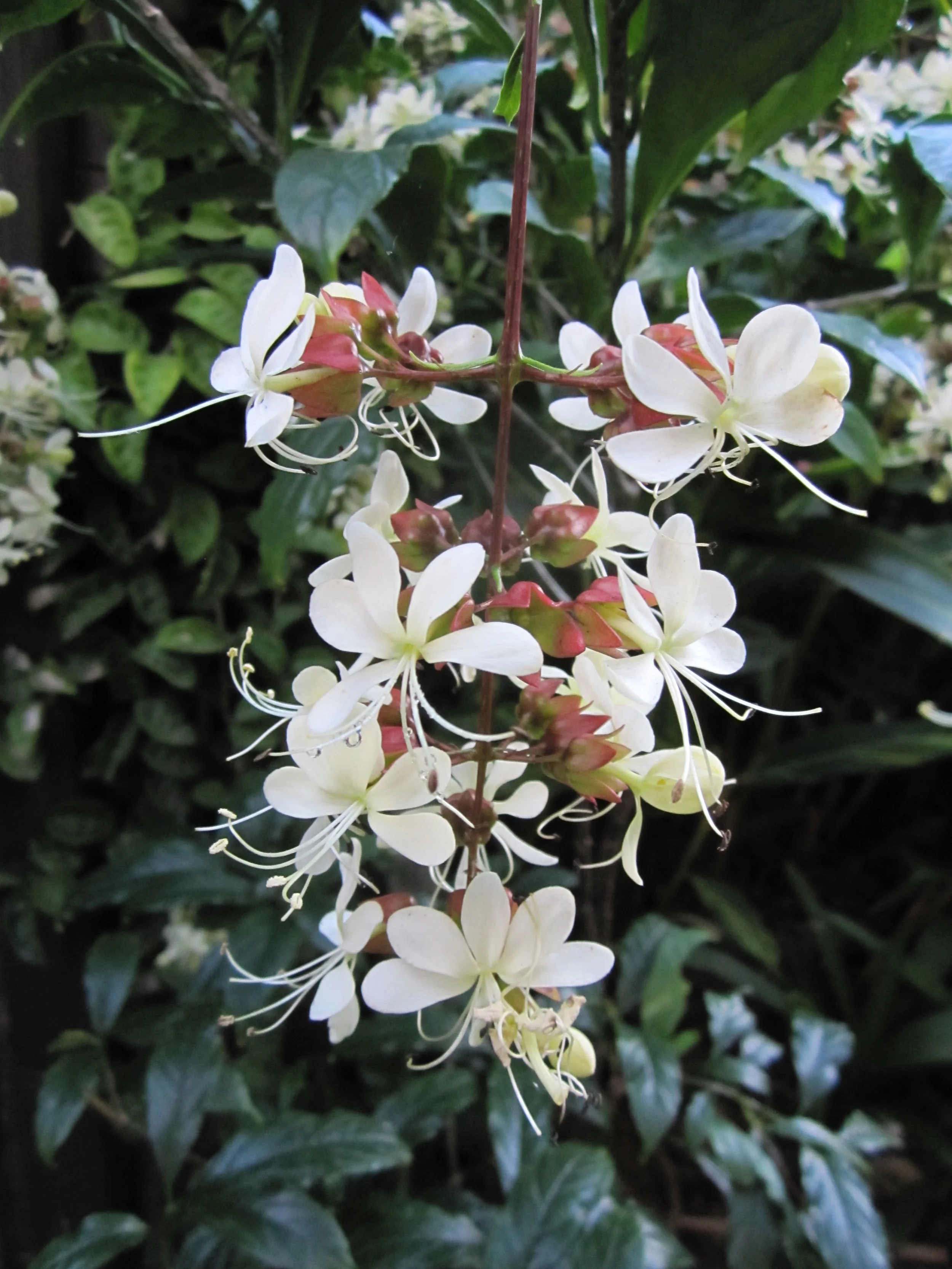 Clerodendrum wallichii