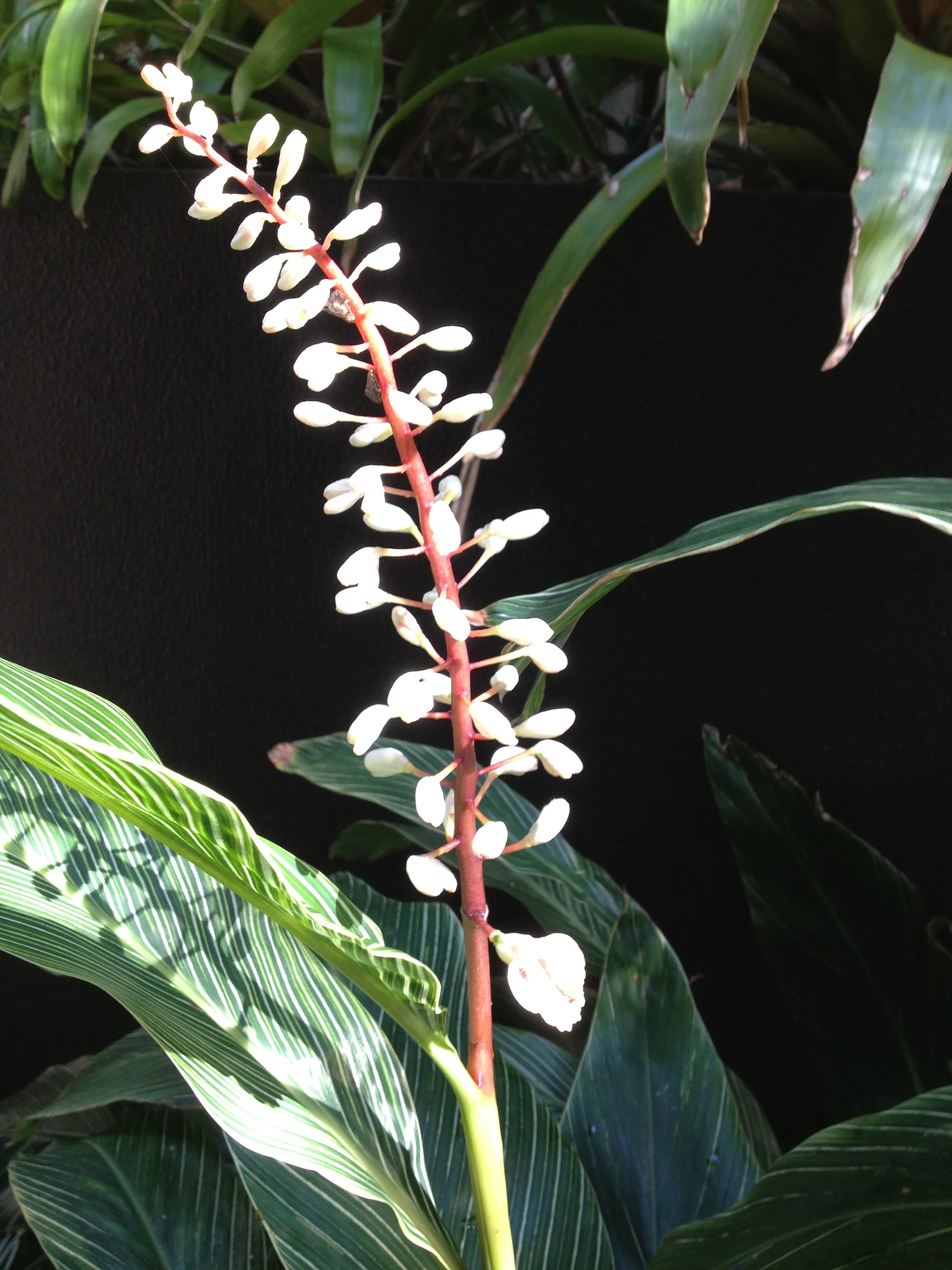 Alpinia formosana 'Pinstripe' 