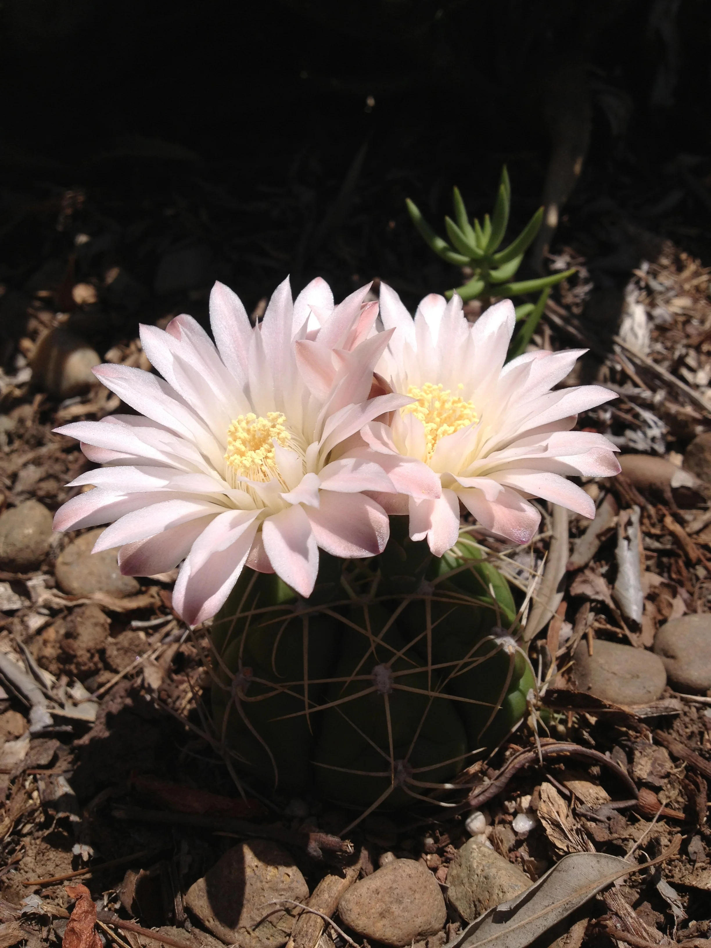 Gymnocalycium denudatum