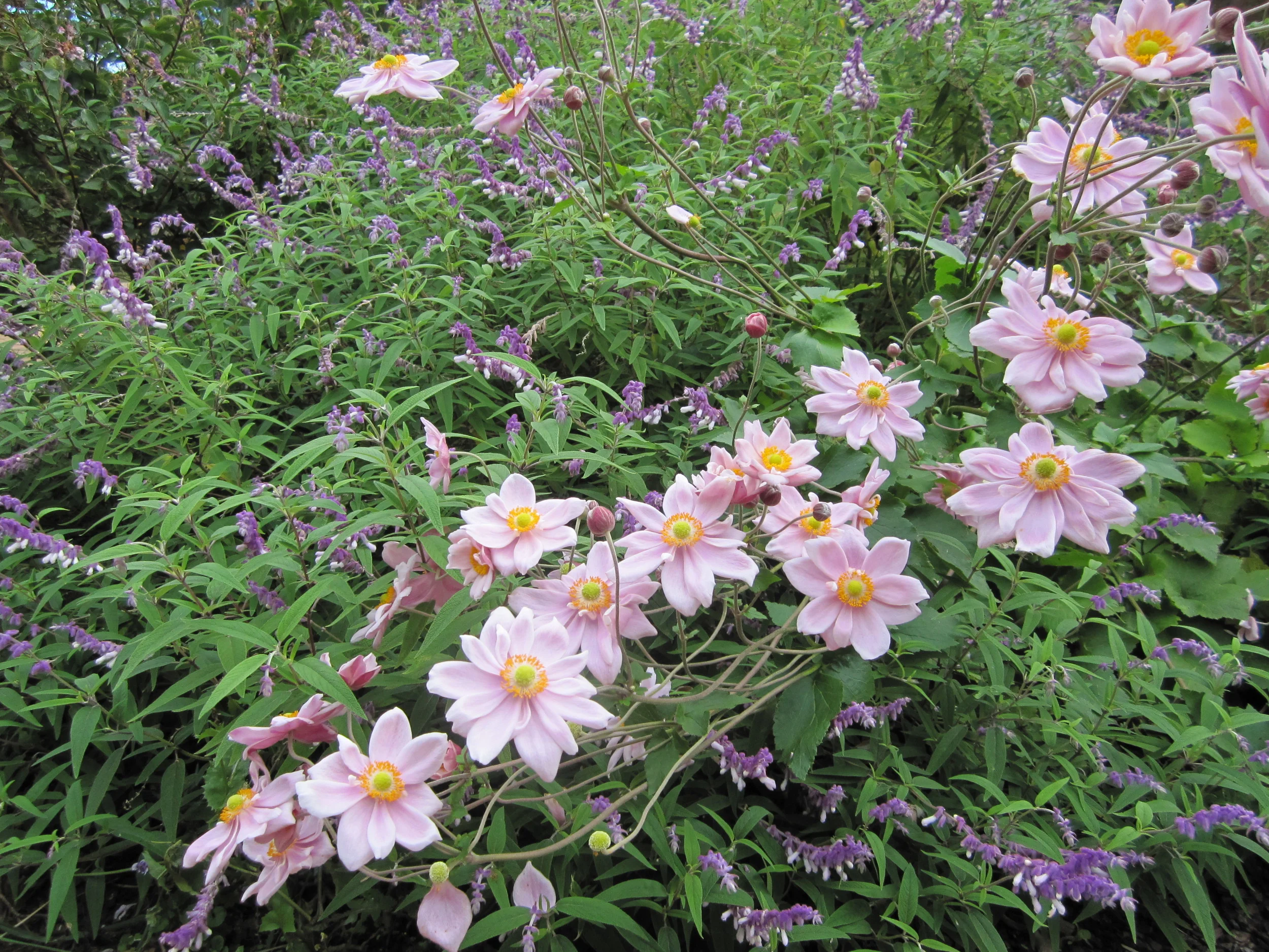 Salvia leucantha & Anemone hupehensis