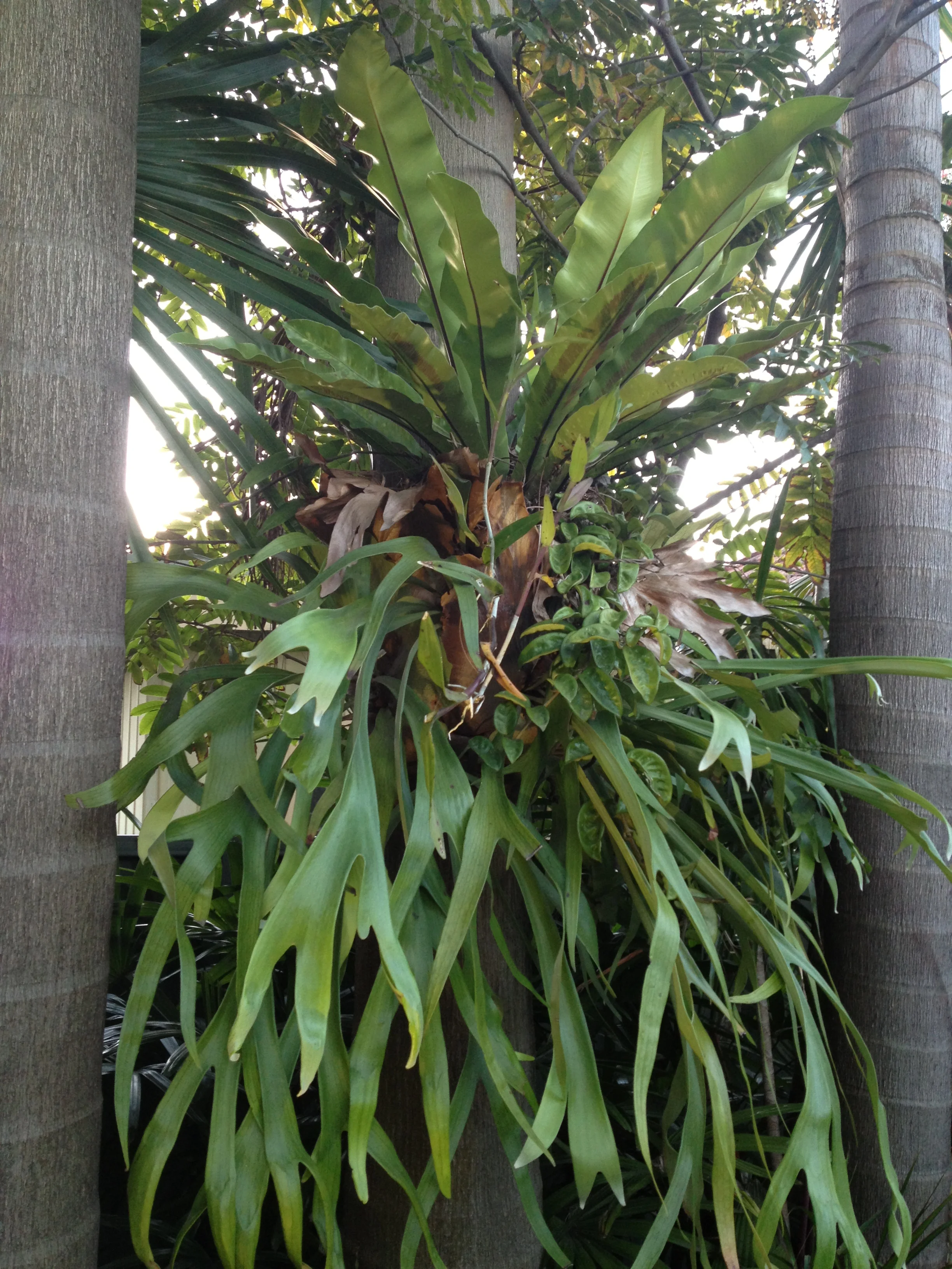 Platycerium bifurcatum plays host to other plants