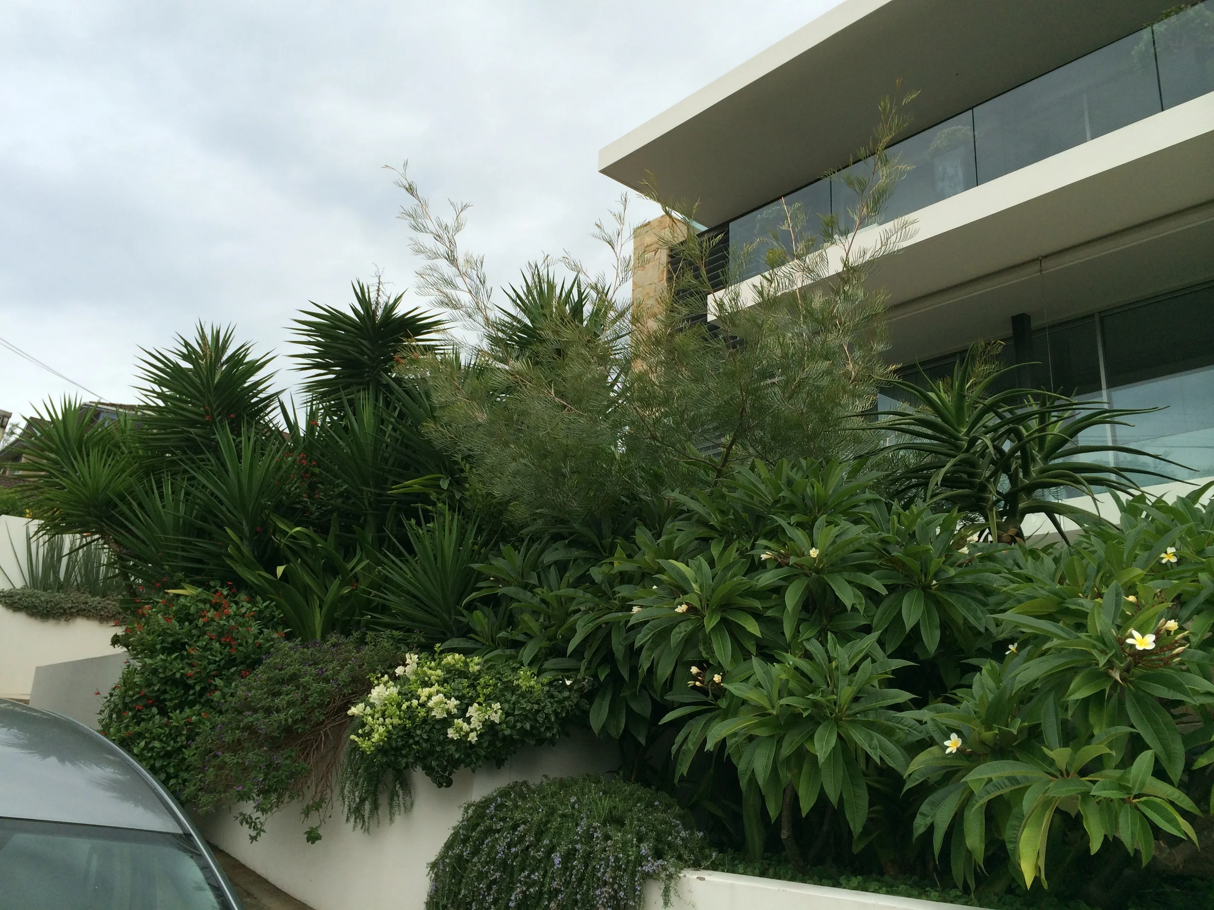 Full Sun Coastal contemporary garden