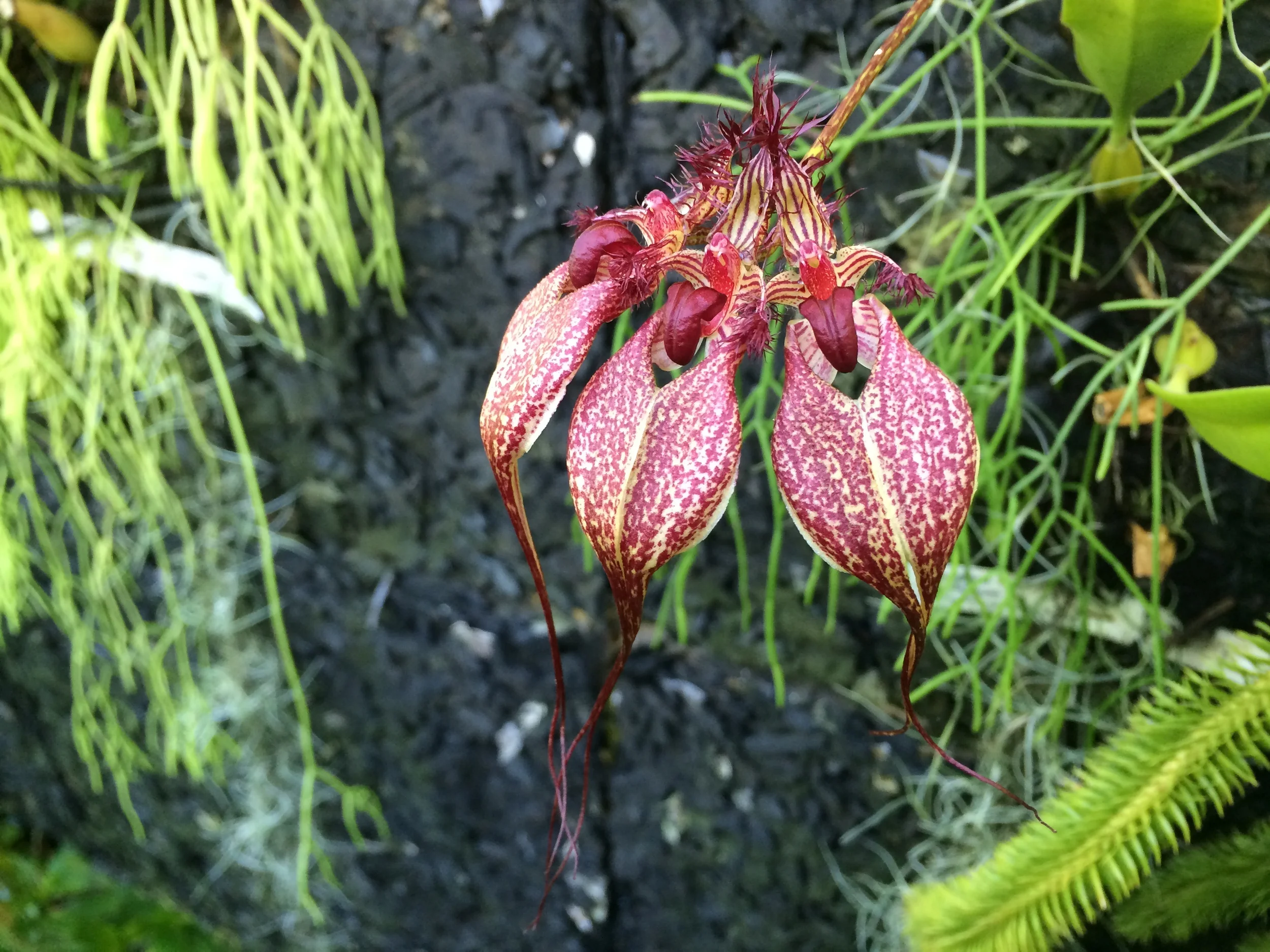 Bulbophyllum rothschildianum
