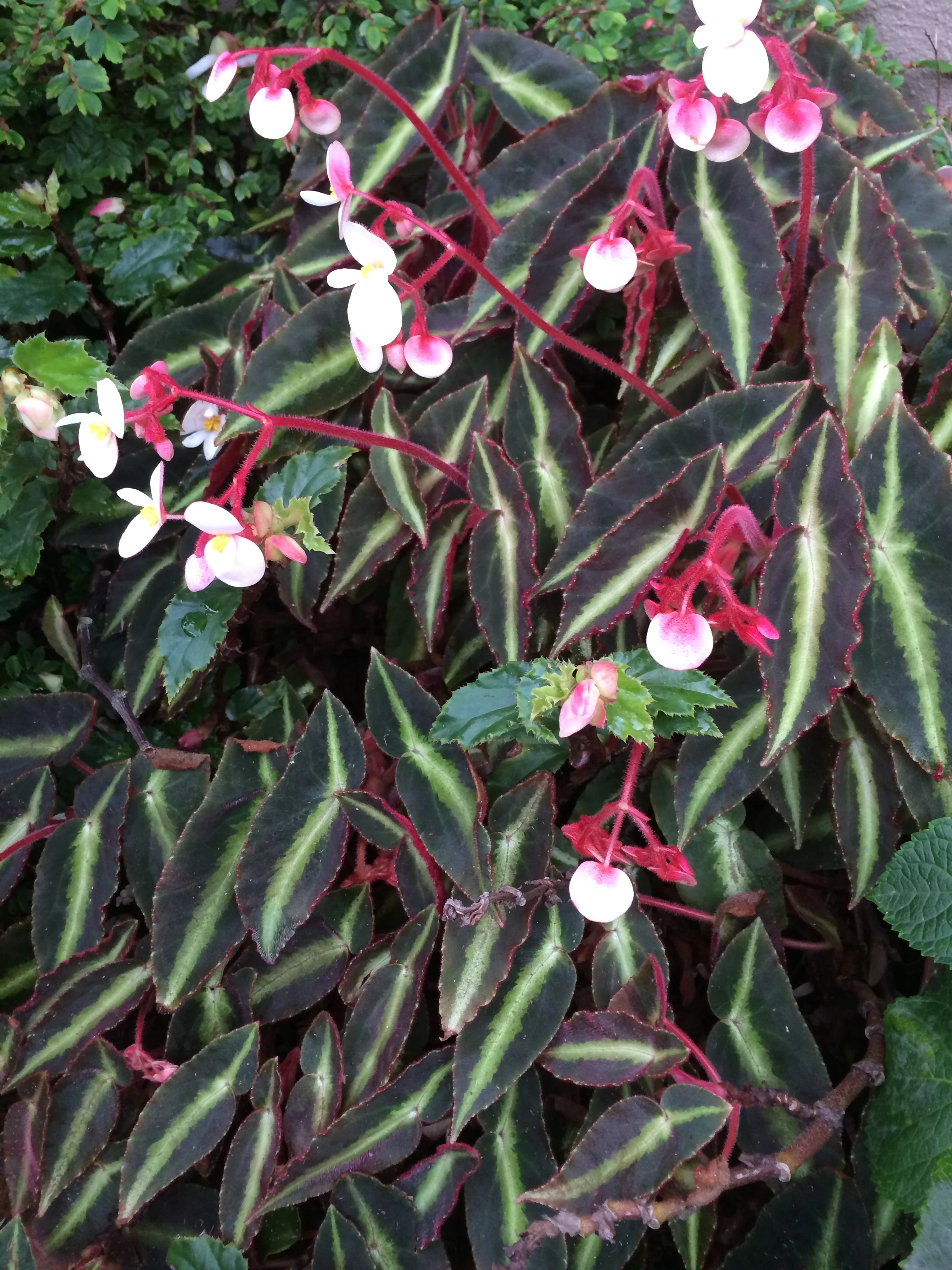 Begonia listada