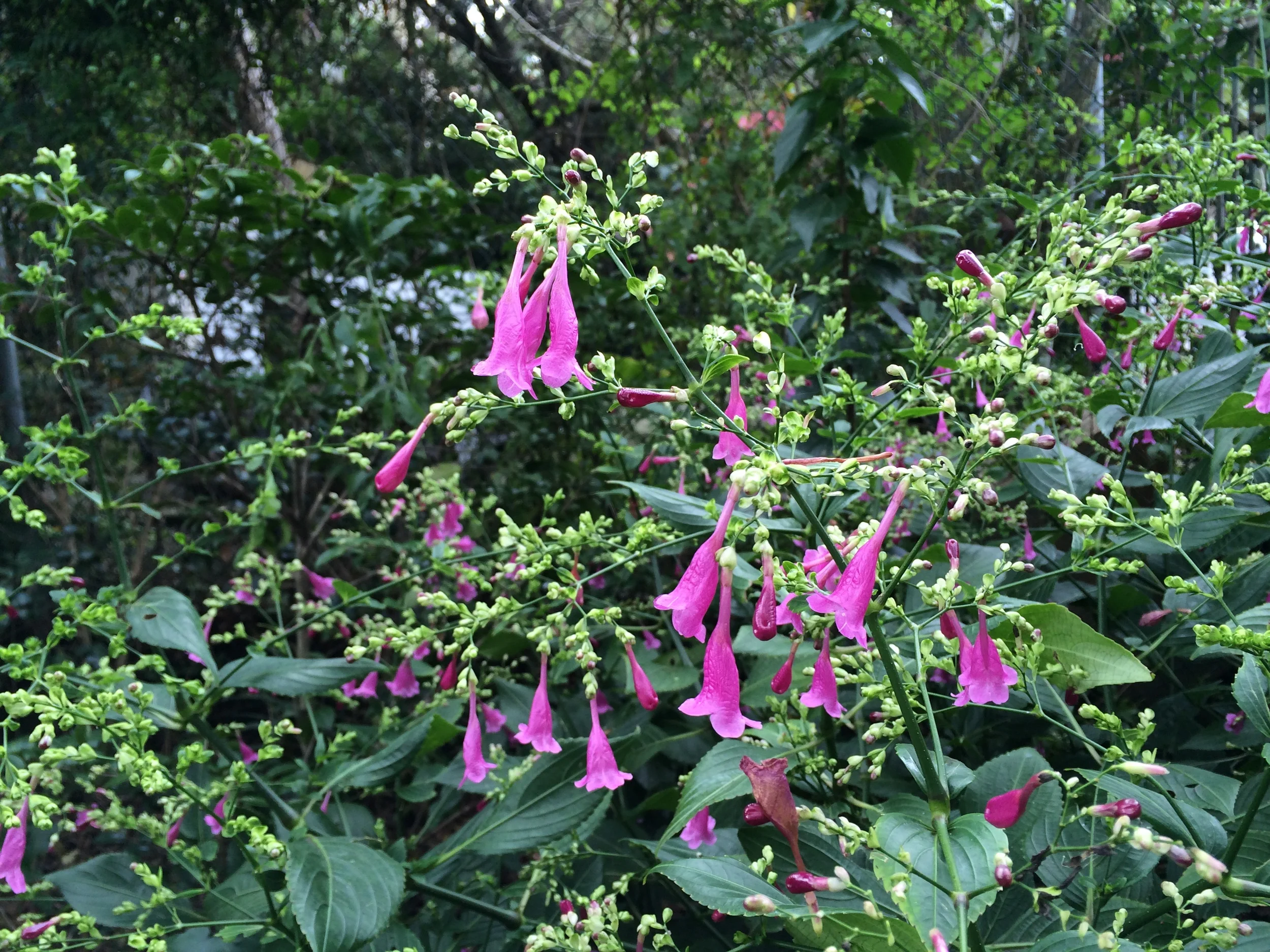 Strobilanthes cusia