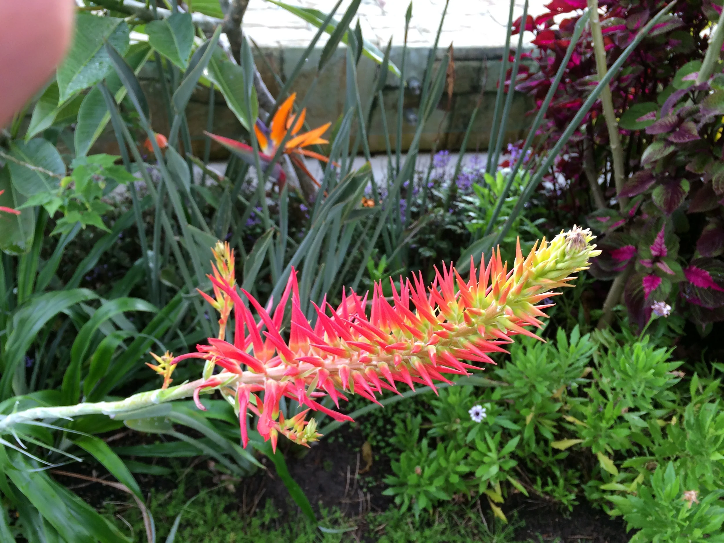 Pitcairnia flammea, the 'flame' Bromeliad 