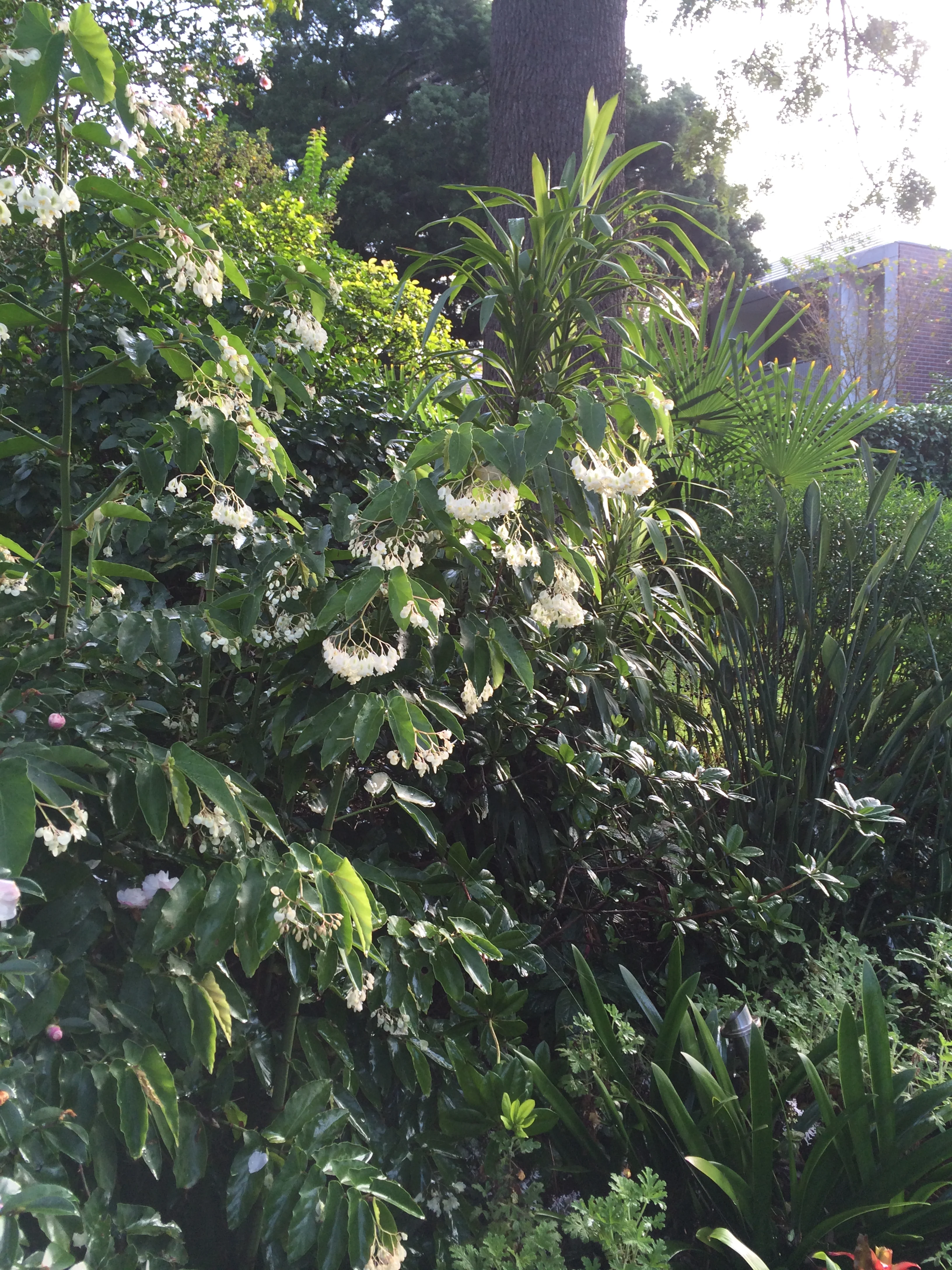 Begonia coccinea 'Alba'