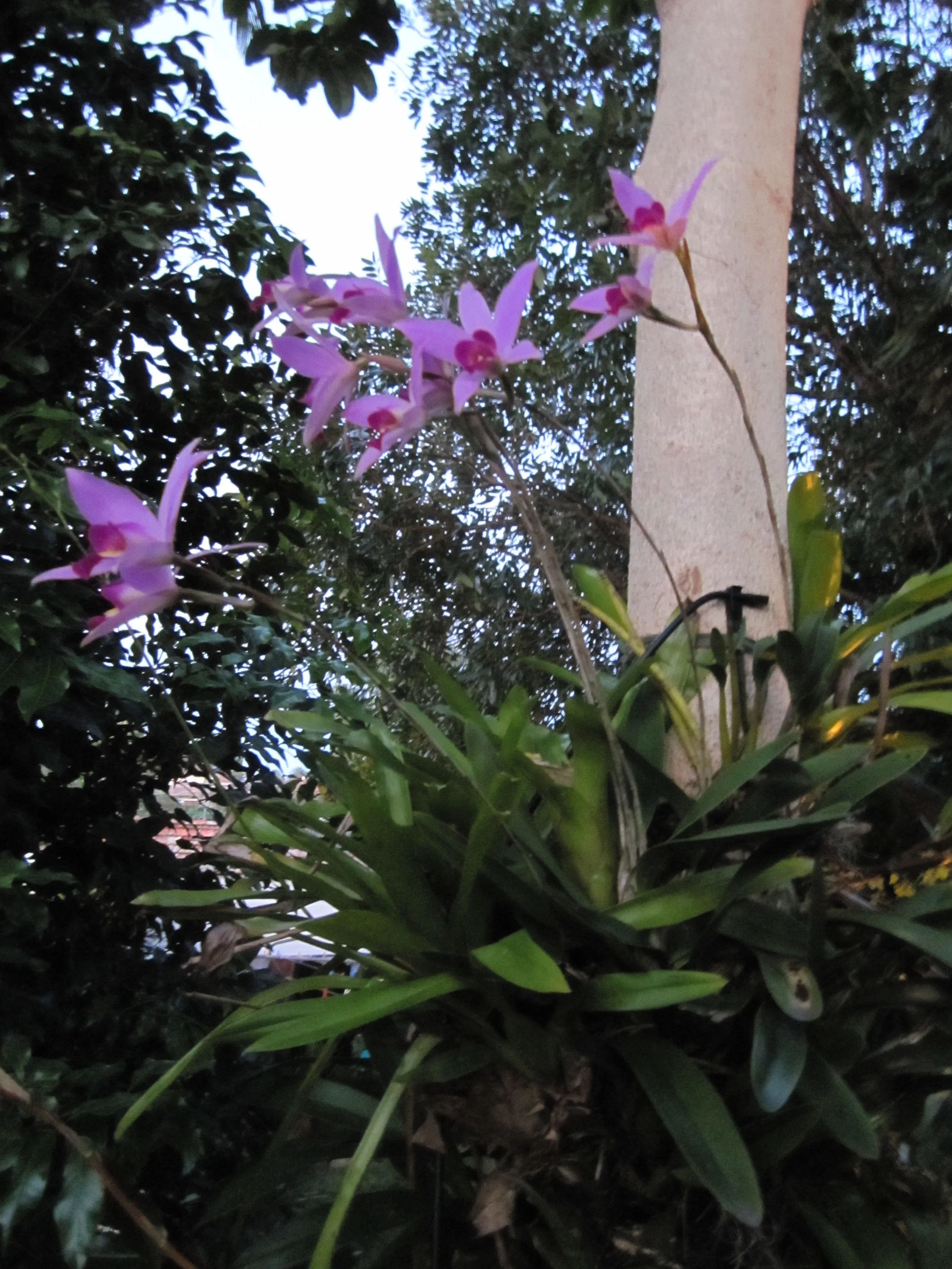 Laelia anceps var. chamberlainiana