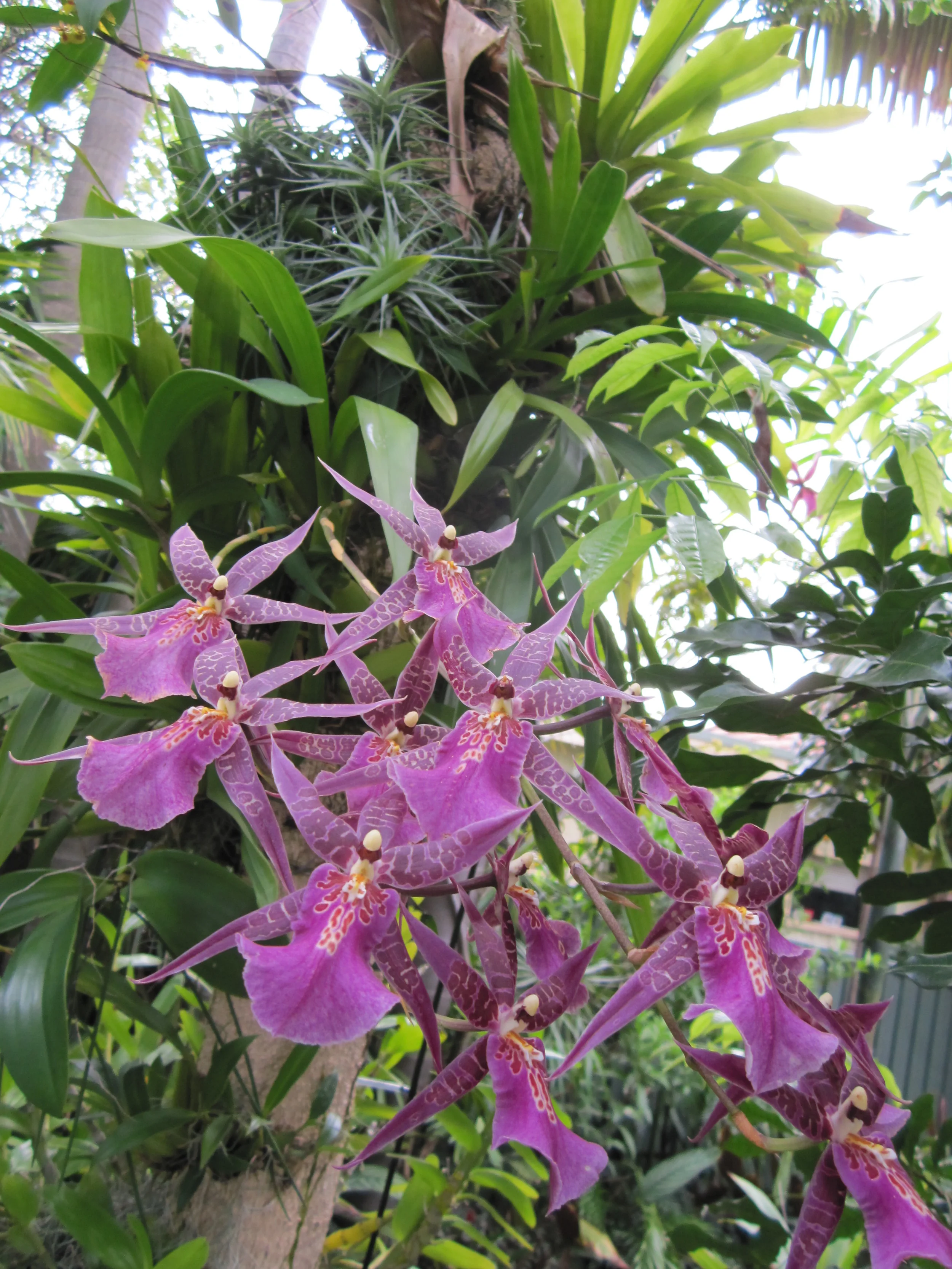 Miltassia 'Aztec Toni'