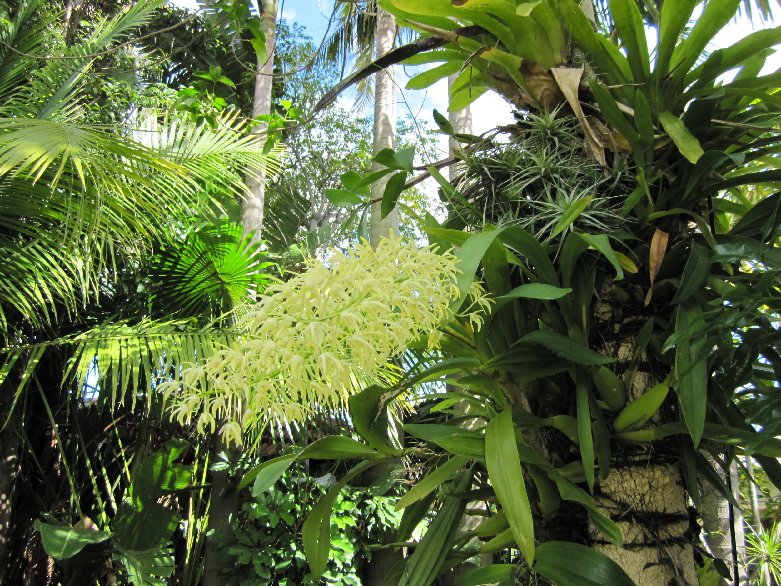 Thelychiton speciosus