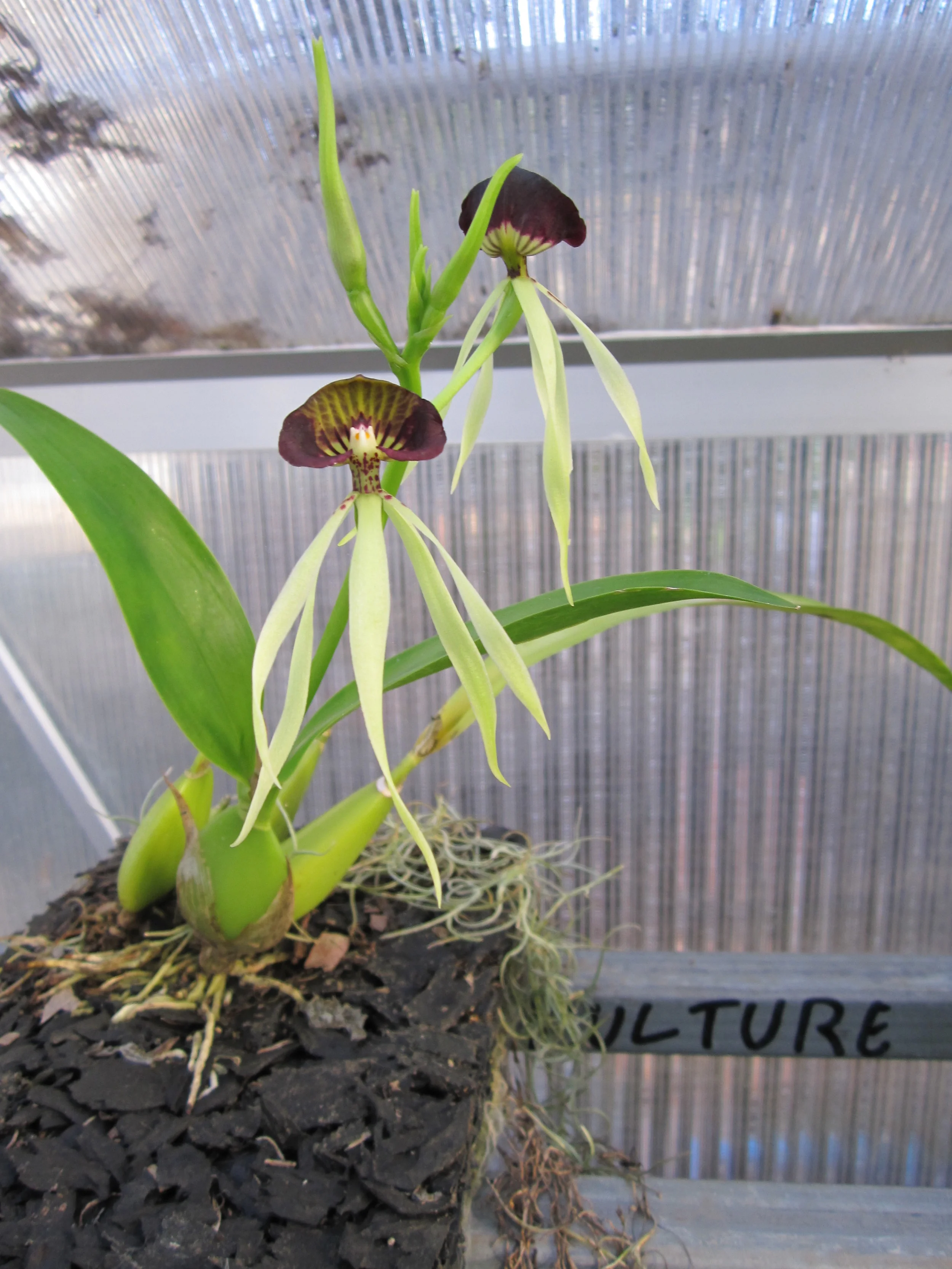 Prosthechea cochleata