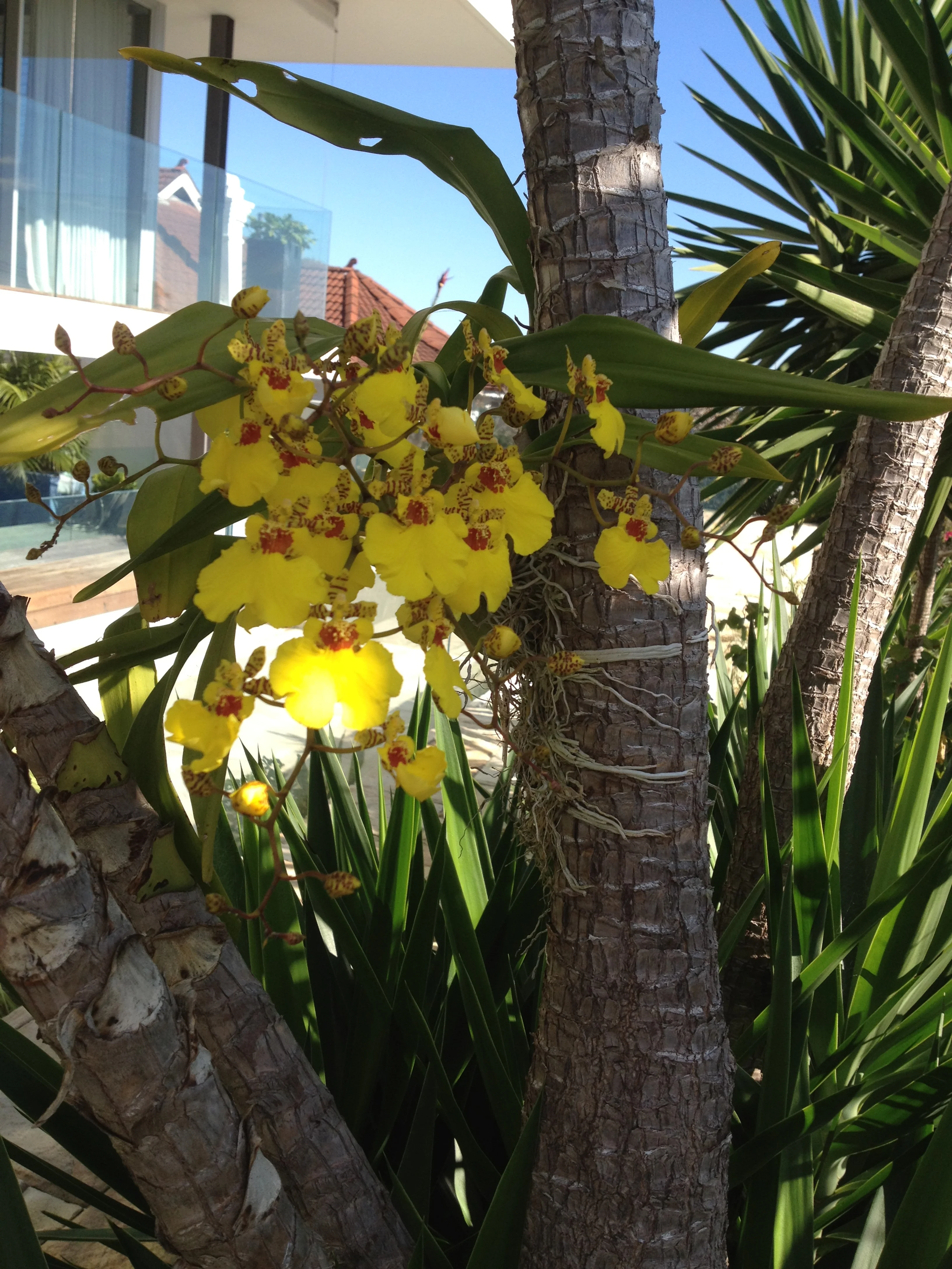 oncidium varicosum